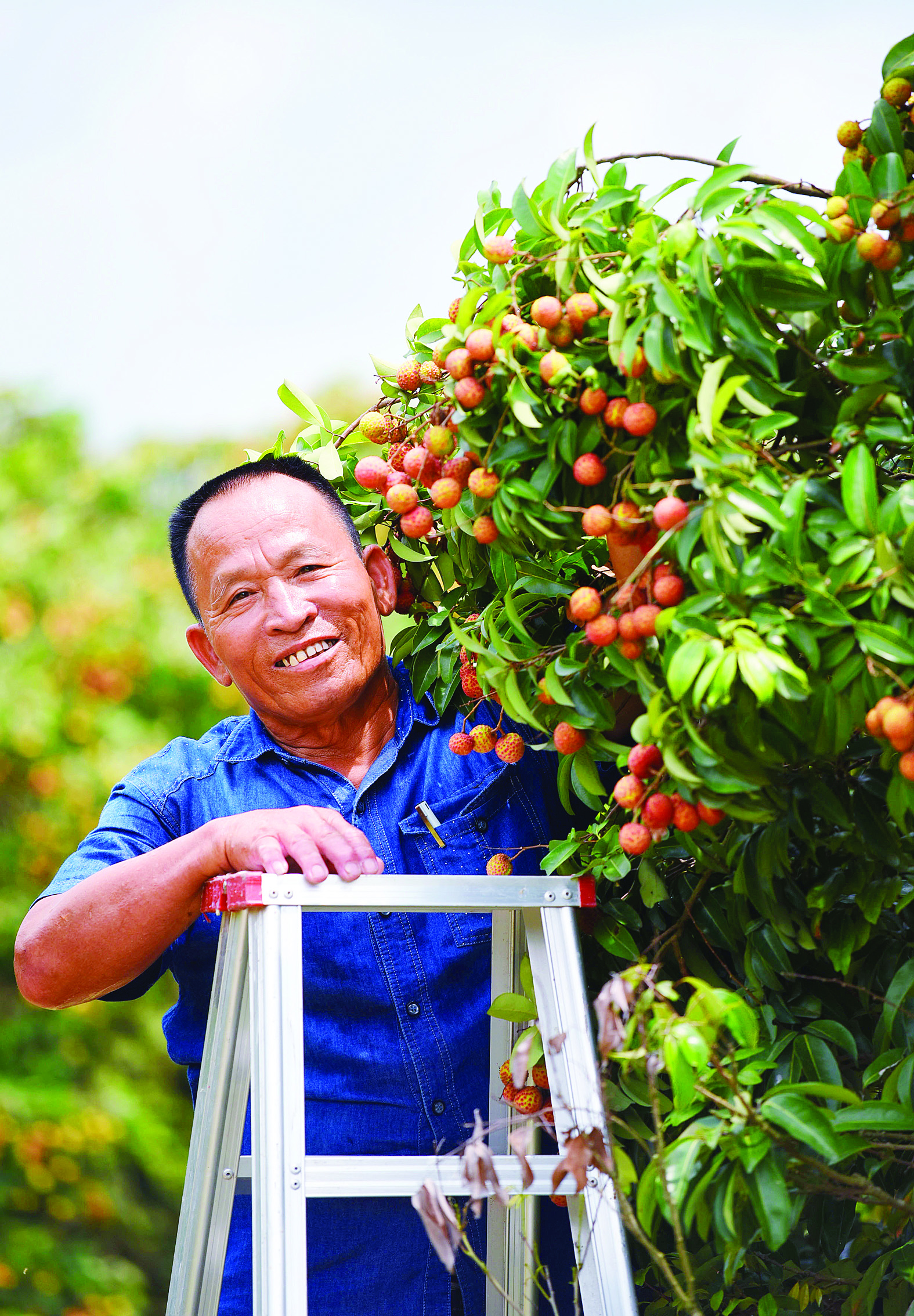     村民采收荔枝。