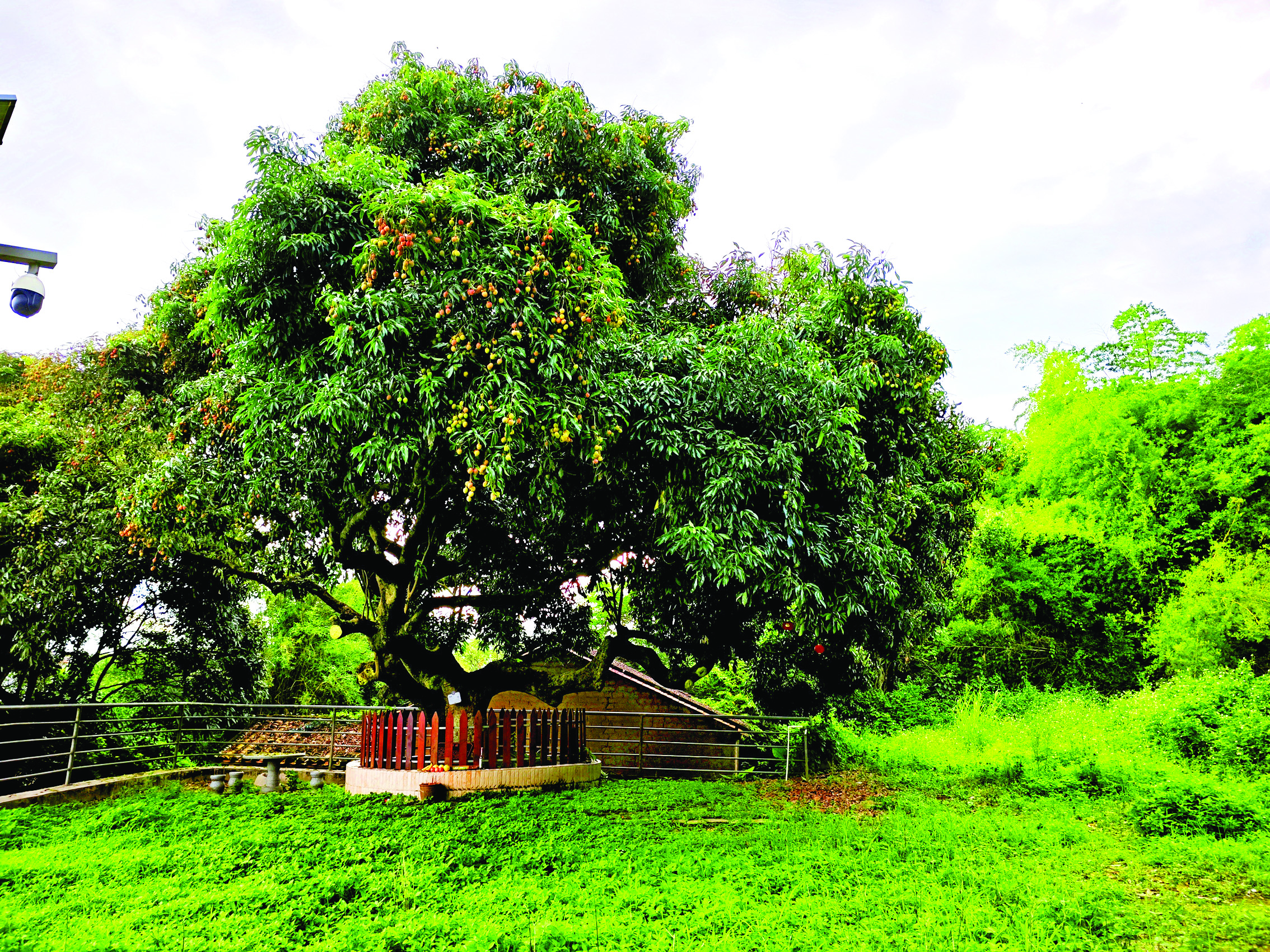     荔枝古树挂满果实。