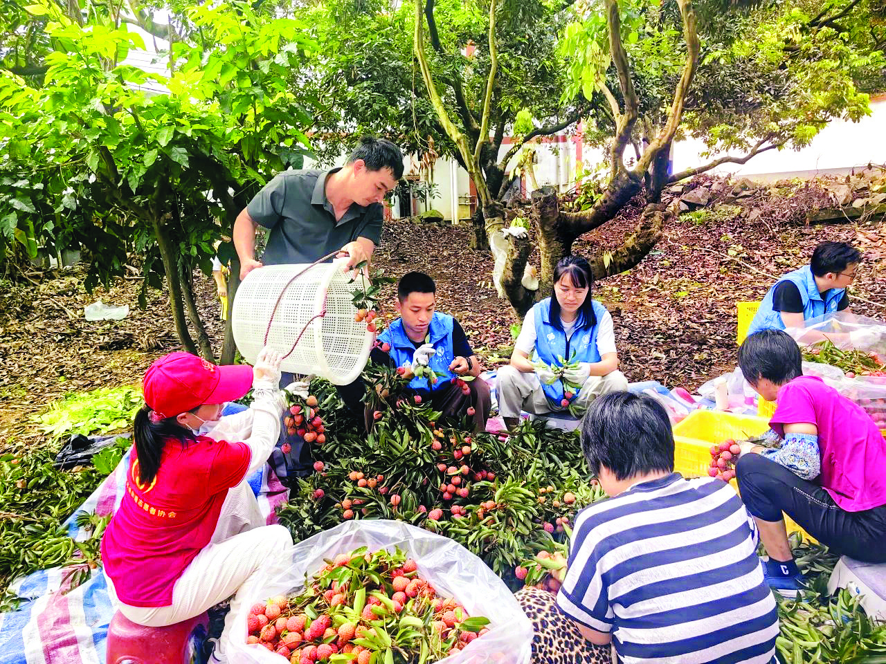     文明实践志愿者助农拣果。