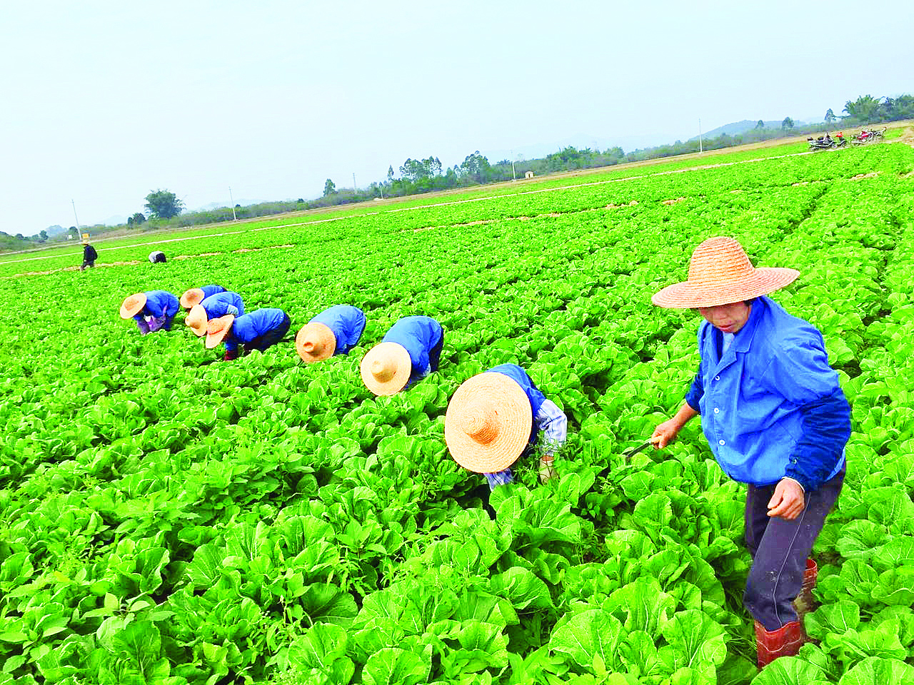     惠城区横沥镇是“中国梅菜之乡”，梅菜种植历史悠久。
