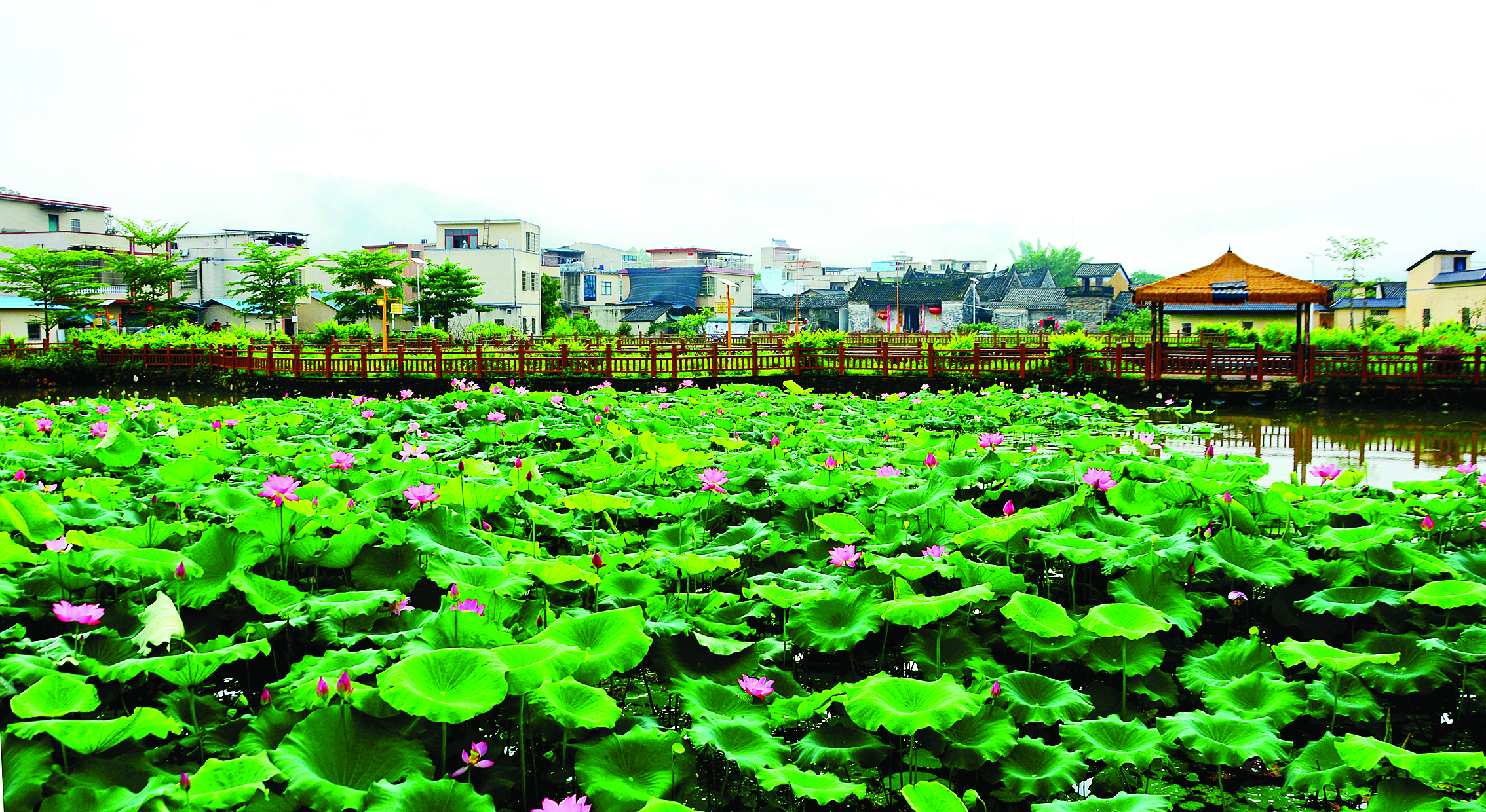     一片片荷叶经过大雨的洗礼后更显翠绿，一枝枝荷花亭亭玉立。惠州日报记者黄宇翔 摄