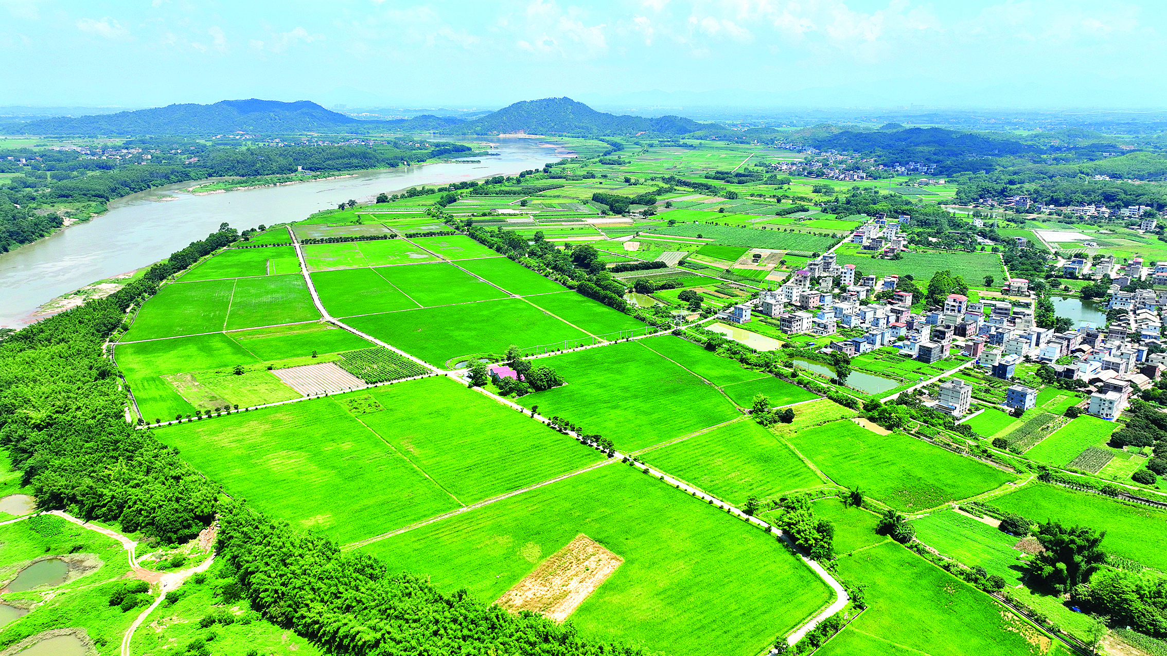     博罗县坚决守好耕地红线，切实加强耕地保护。这是观音阁镇泳新村的稻田。惠州日报记者钟畅新 摄