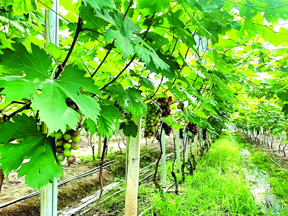     龙田镇葡萄园内，一串串诱人的葡萄挂满枝头。    惠州日报记者黄宇翔 通讯员龙融心 摄