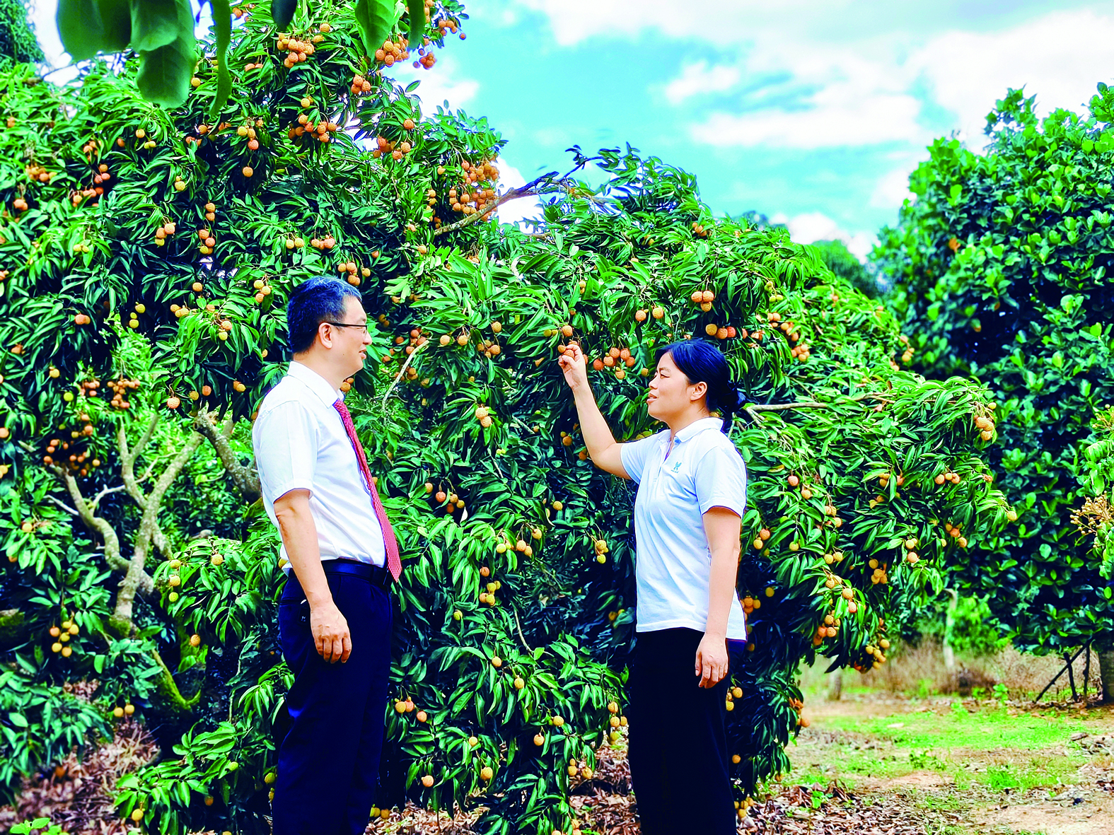     惠州中行工作人员走访农户荔枝林。