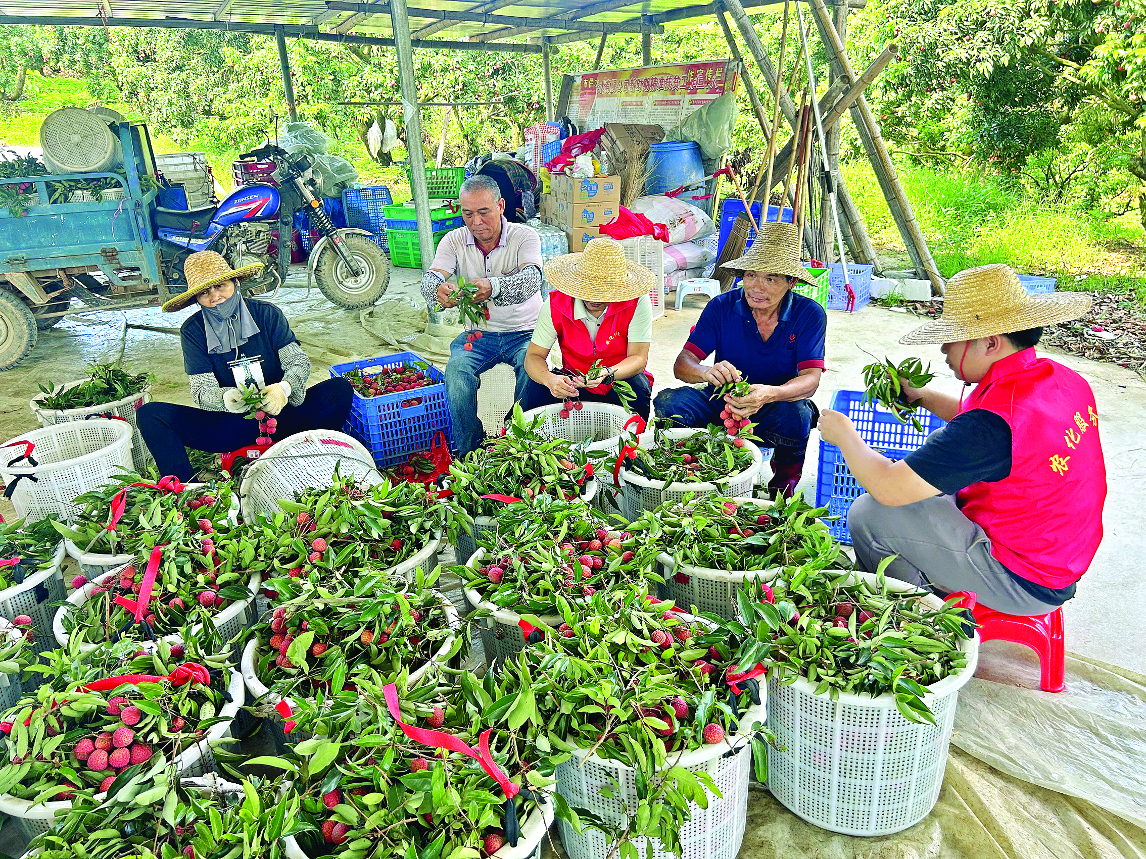     惠东县供销社组建专业化采摘队伍协助农户采摘分拣荔枝。