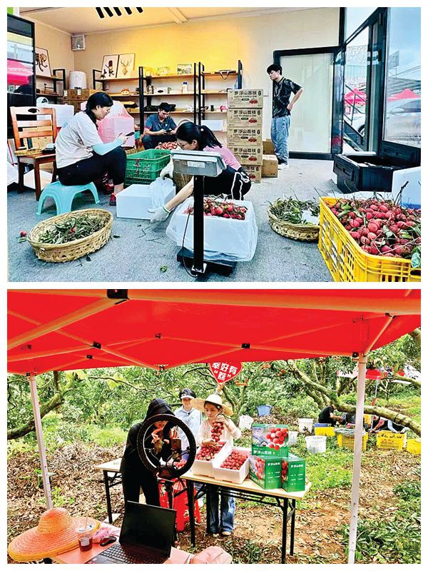 <p>    图一 果农将荔枝打包发货。    图二 新农人直播卖荔枝。</p>