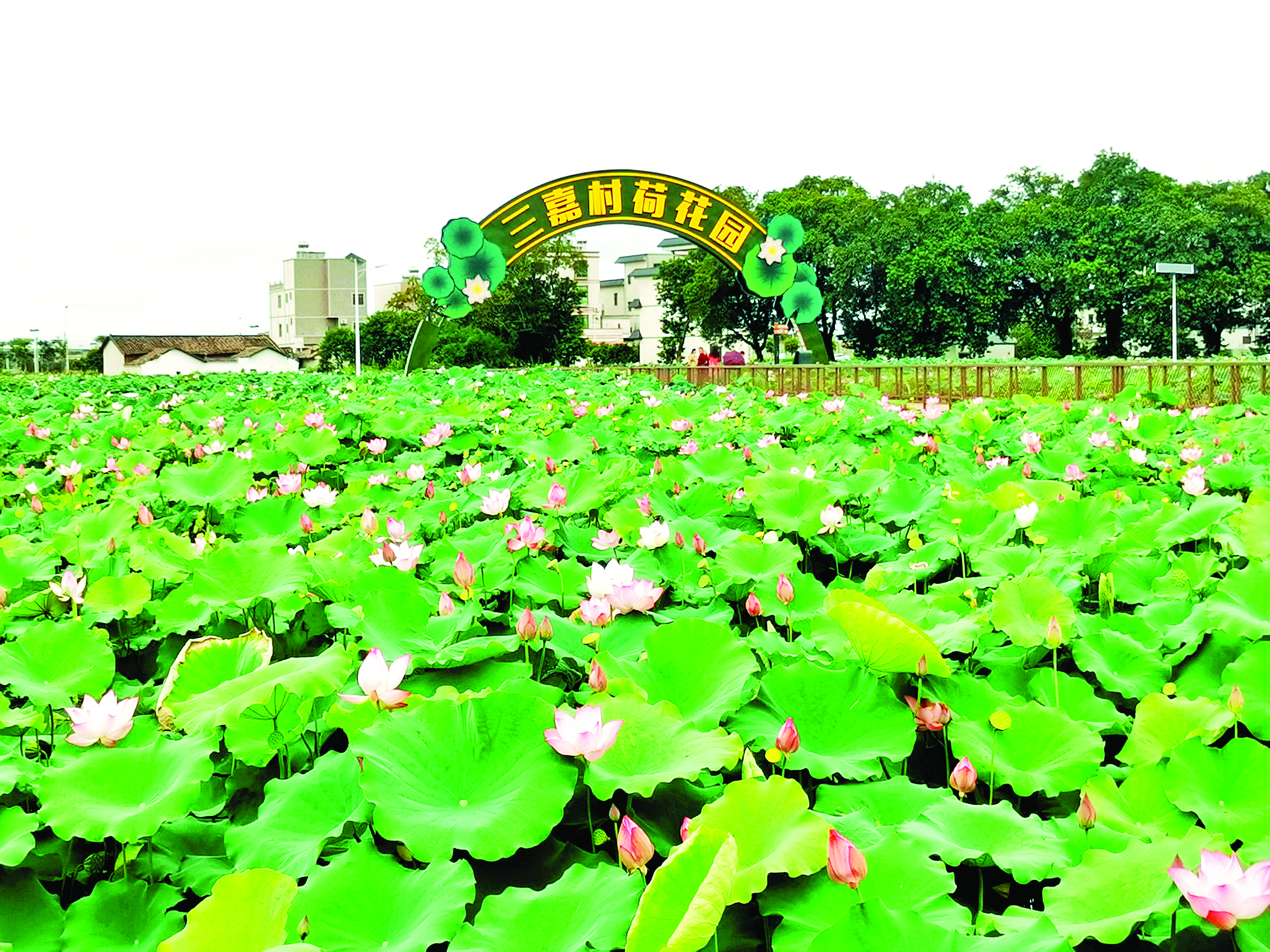     三嘉村将“美丽庭院”建设与荷花农旅产业相结合。    惠州日报记者朱丽婷 摄