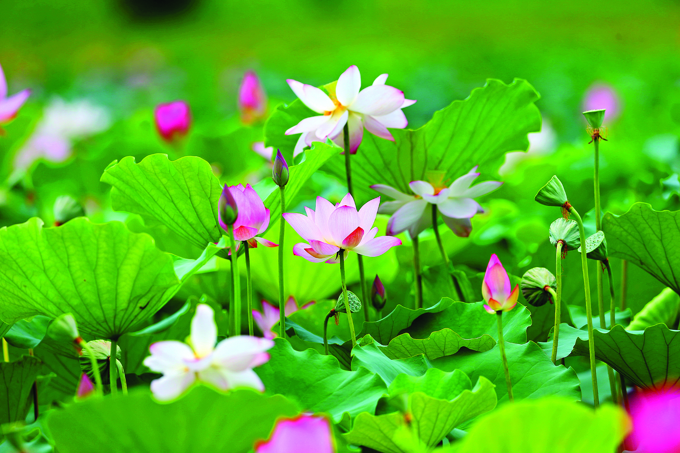     鳄湖路旁的荷花娇艳欲滴。