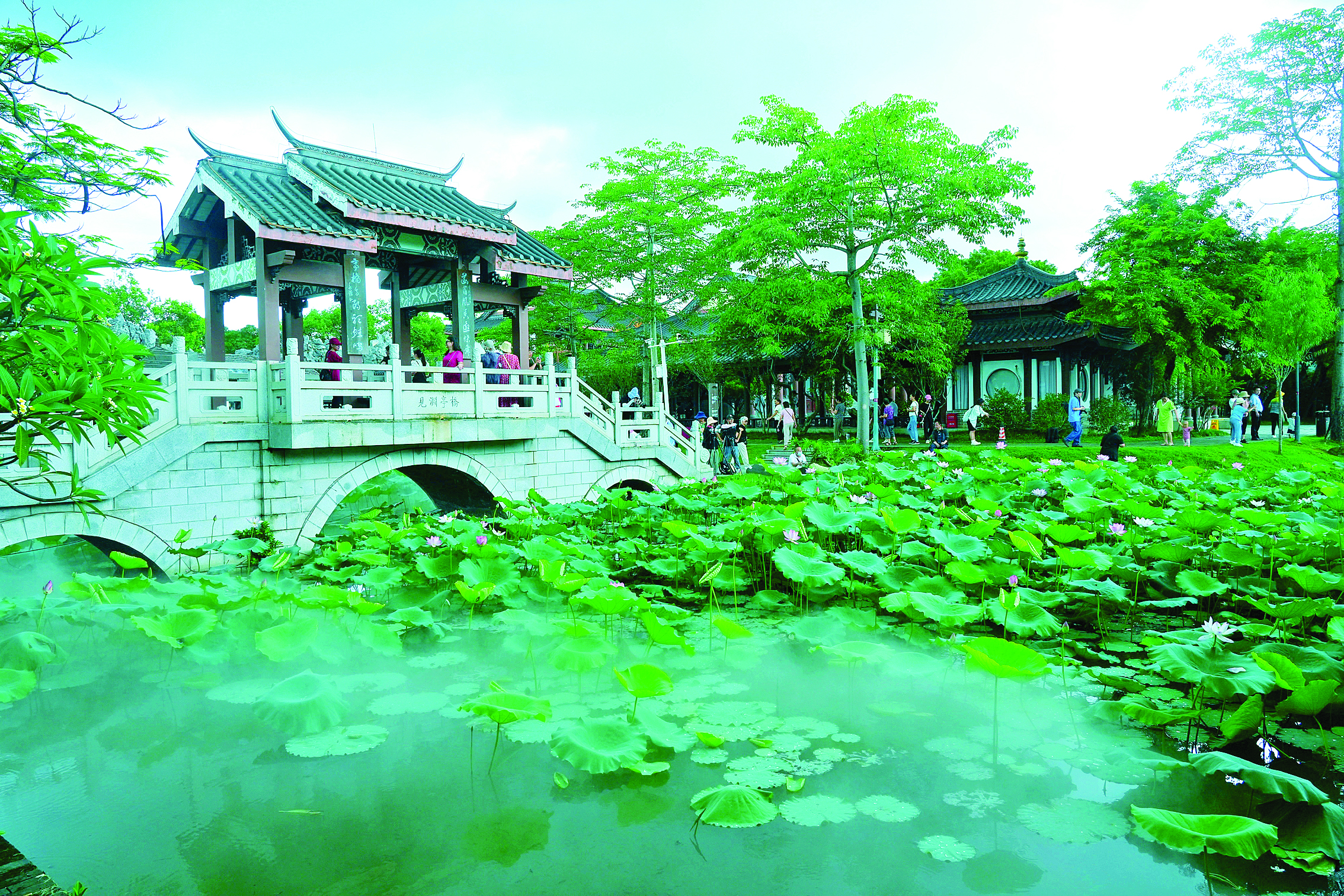     西湖丰渚园荷花盛开。