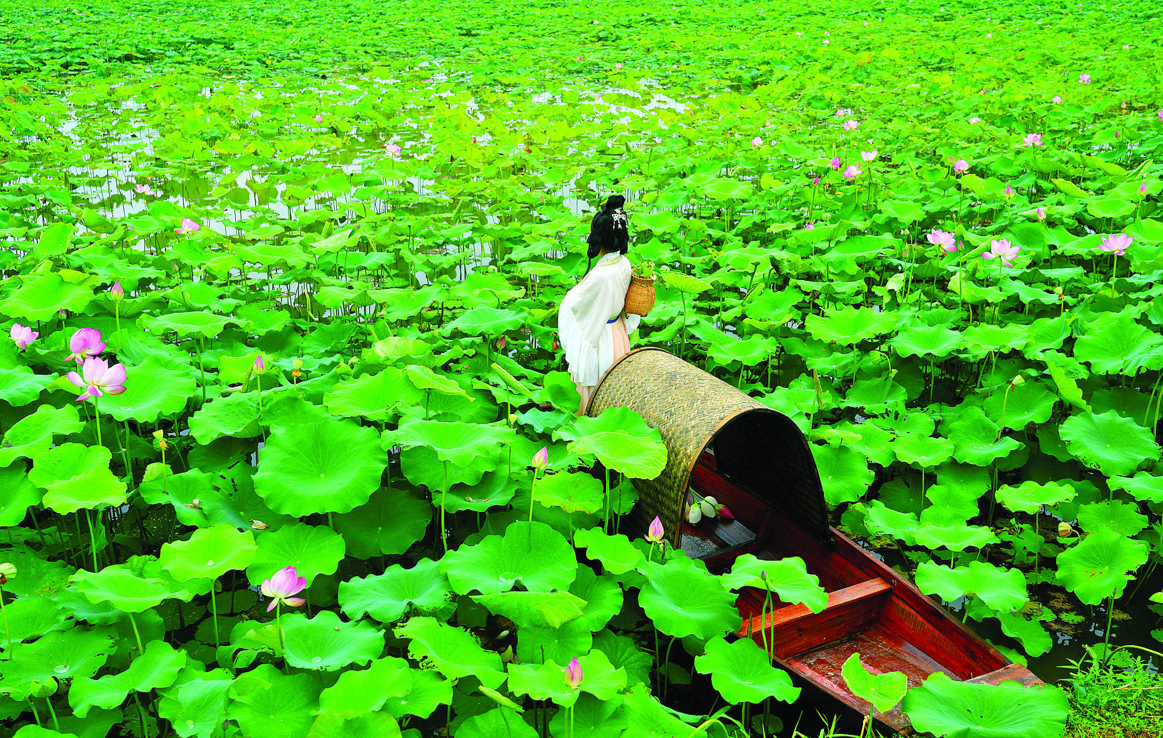     三栋镇紫溪半岛荷花池内，游客乘船穿梭其间。