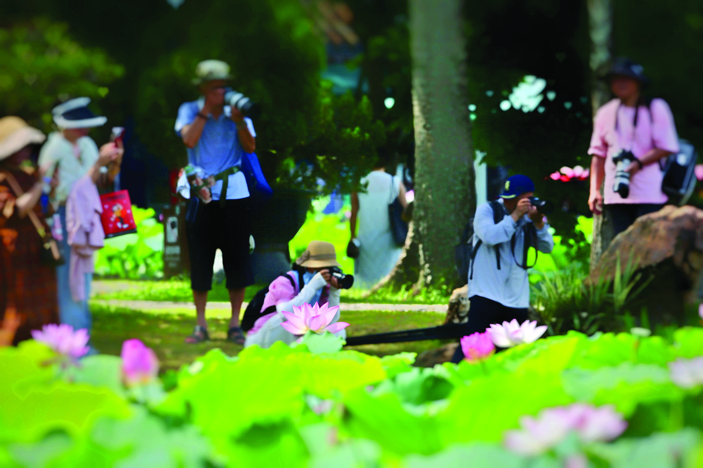     丰渚园荷花竞相绽放,众多摄影爱好者前往赏荷采风。