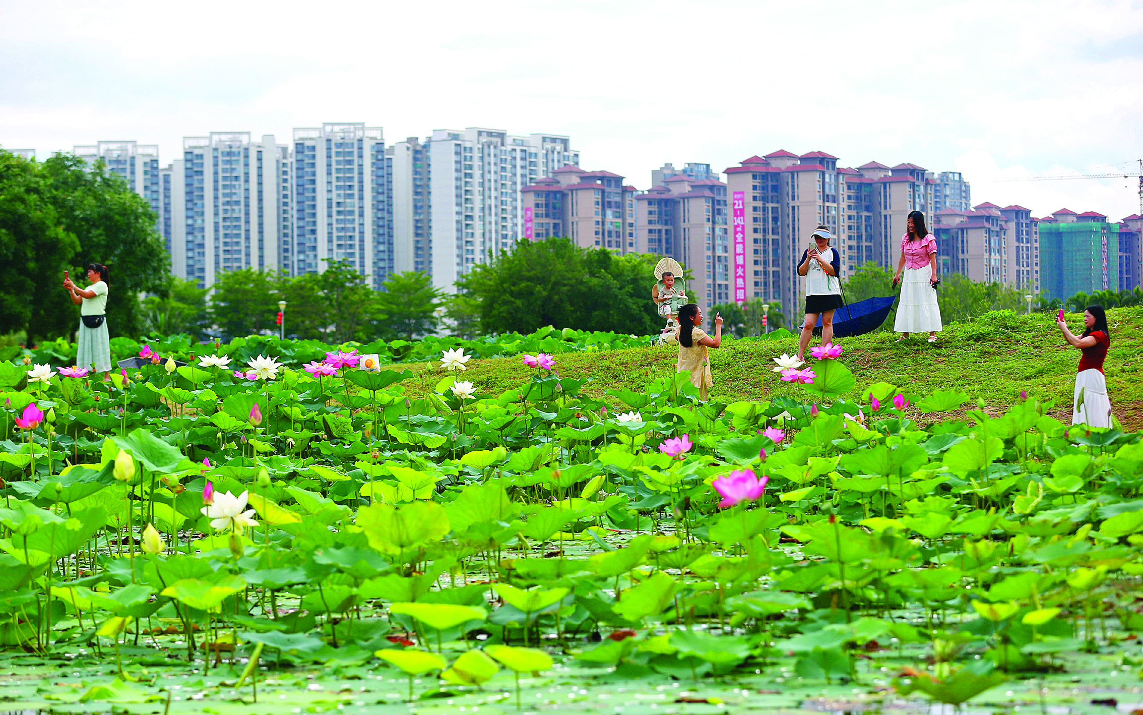     大湖溪沥湿地公园荷花盛开，吸引市民前来打卡赏花。