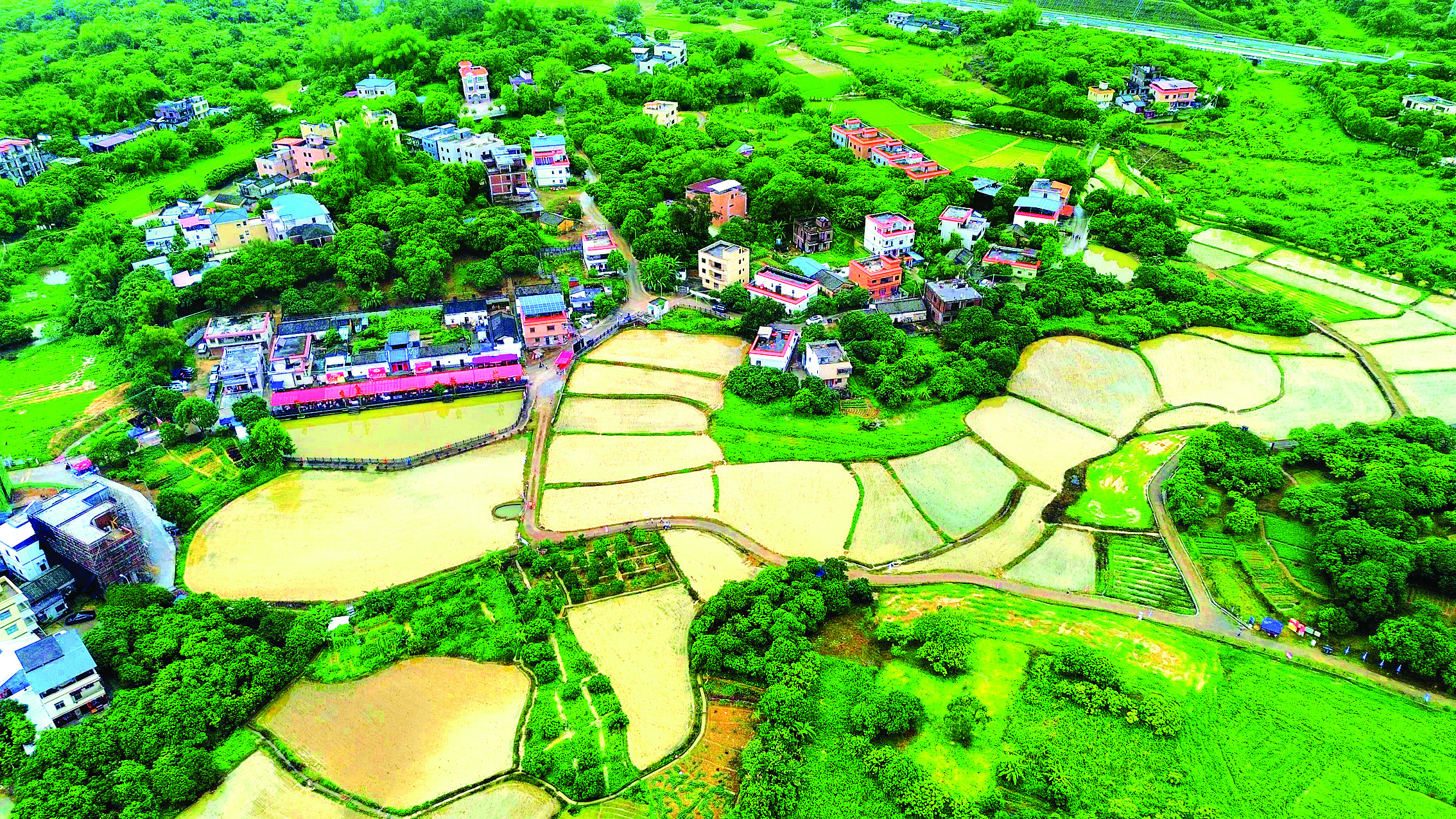     沙田镇推动作物轮作以提高各种作物的产量。这是航拍东澳村稻田。（资料图片）