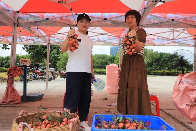 <p>最美旅游公路带旺罗浮山荔枝等农副产品销售。惠州日报记者李燕文 通讯员龙溪宣 摄</p>