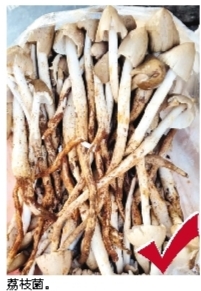     本组图片由广东省科学院微生物研究所、惠州市疾控中心（惠州市卫监所）提供