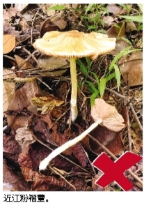     近江粉褶蕈。