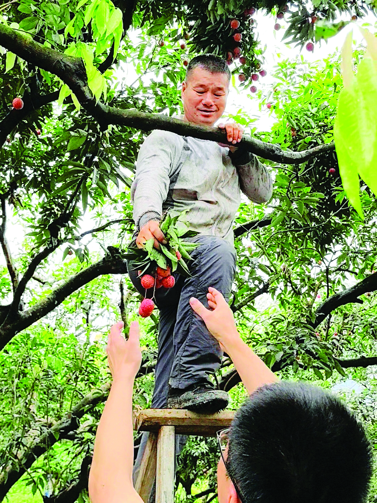     果农现场采摘母树荔枝。