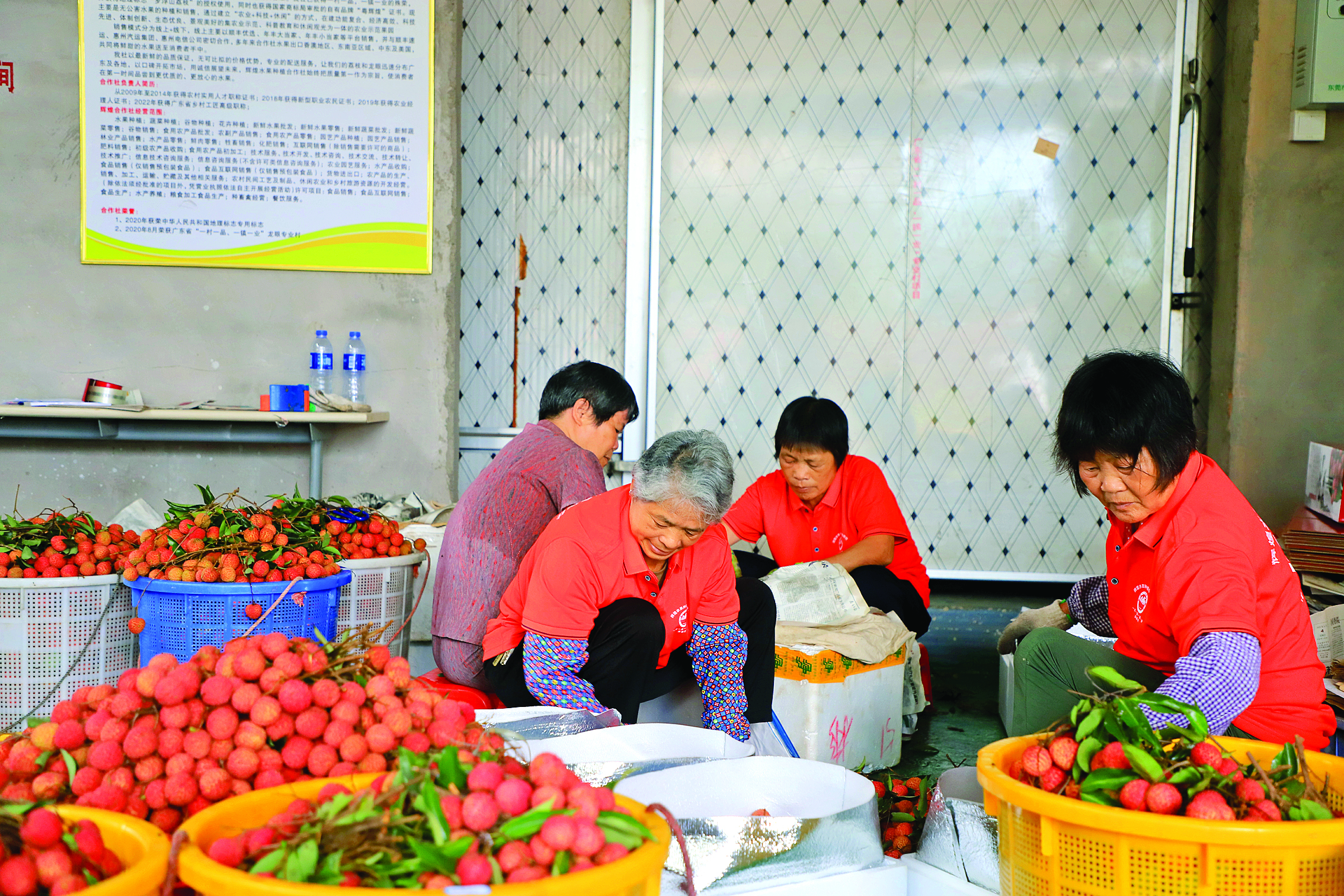     罗浮山荔枝揽收点一派忙碌的景象。
