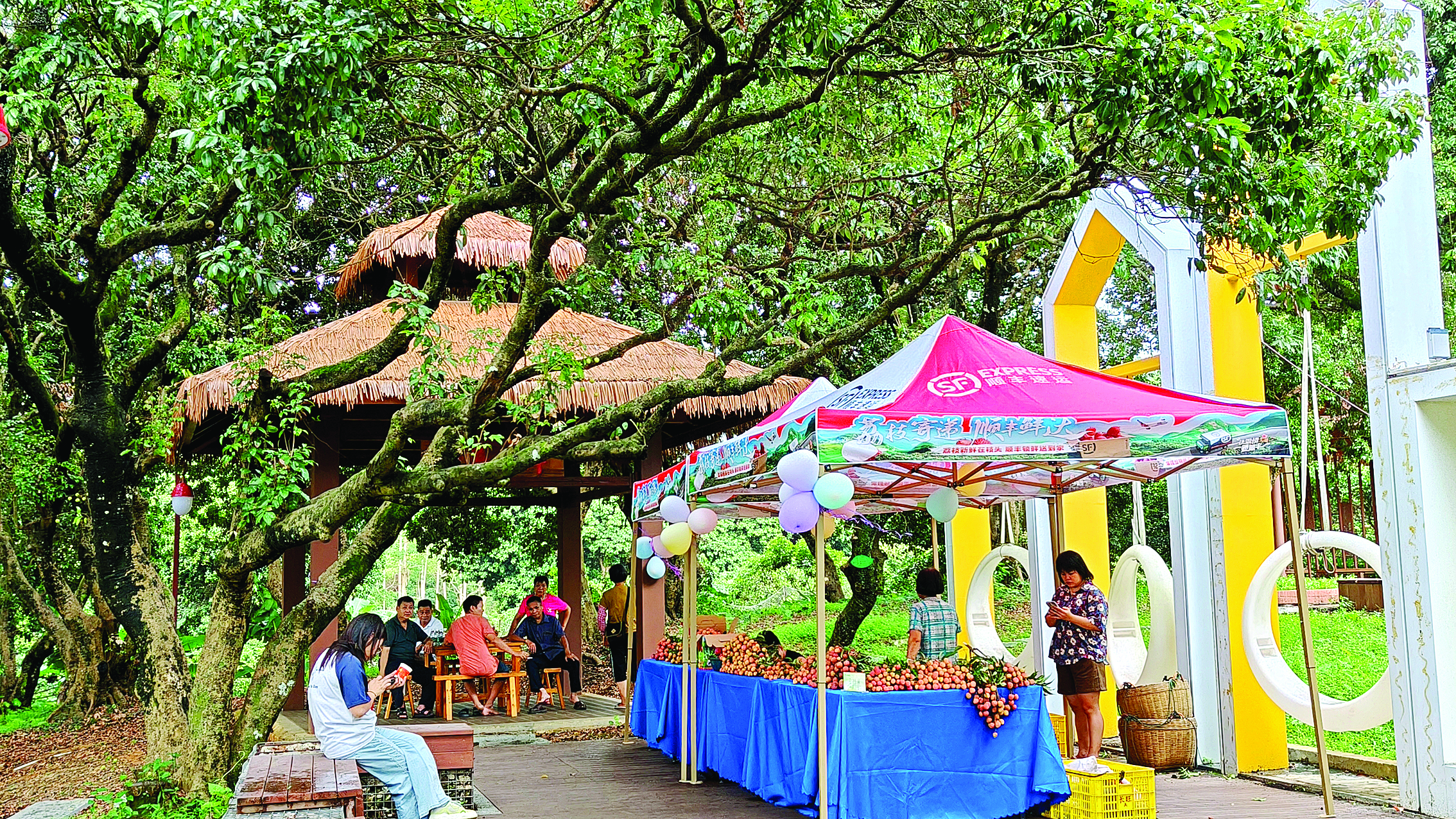     古荔枝园成为群众休闲好去处。惠州日报记者李燕文 卢泓宇 通讯员泰美宣 摄