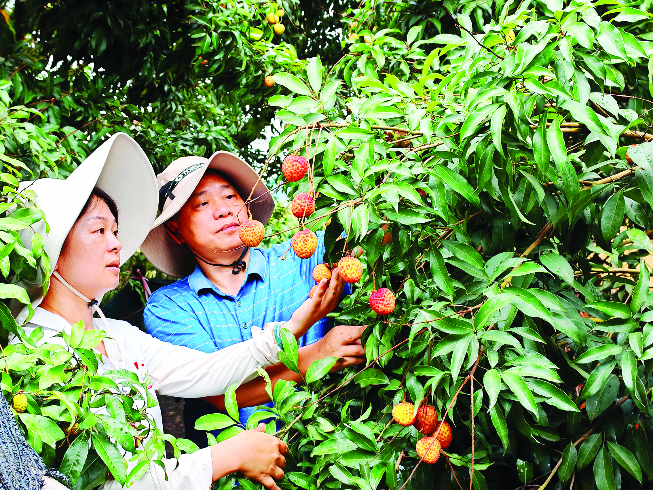     专家和农技人员查看荔枝生长情况。惠州日报记者陈春惠 摄