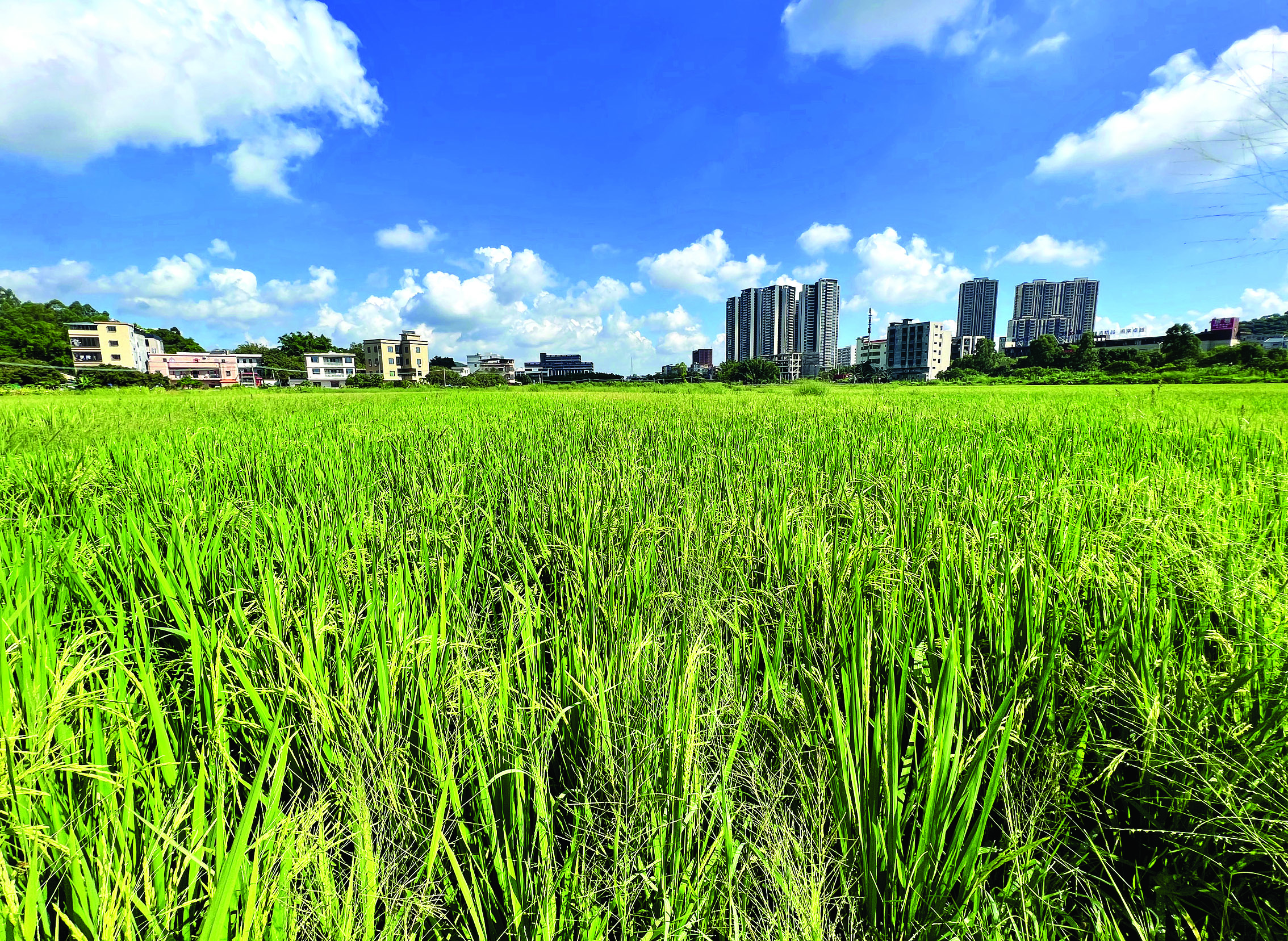     永湖镇元岭村一片数百亩的水稻田长势良好，得益于完善的农田水利设施。