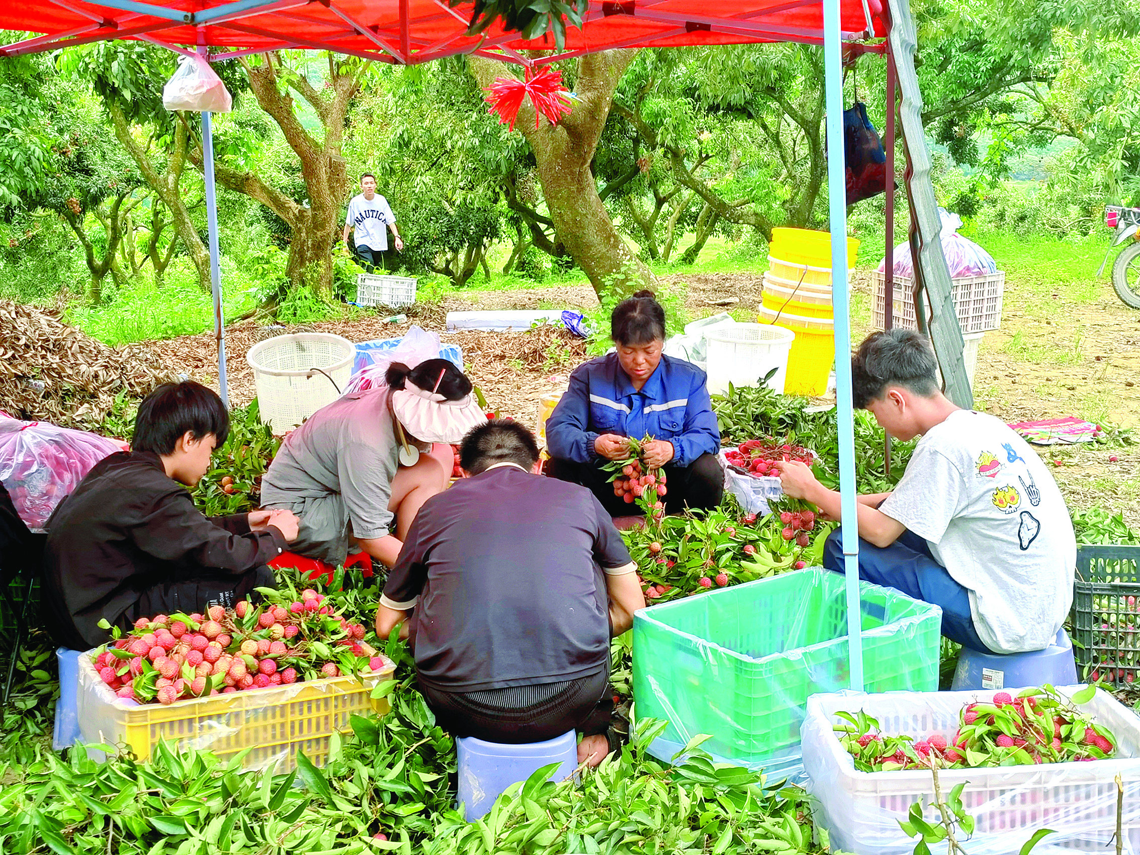     全坑村种植的桂味、糯米糍和仙进奉正在火热销售。