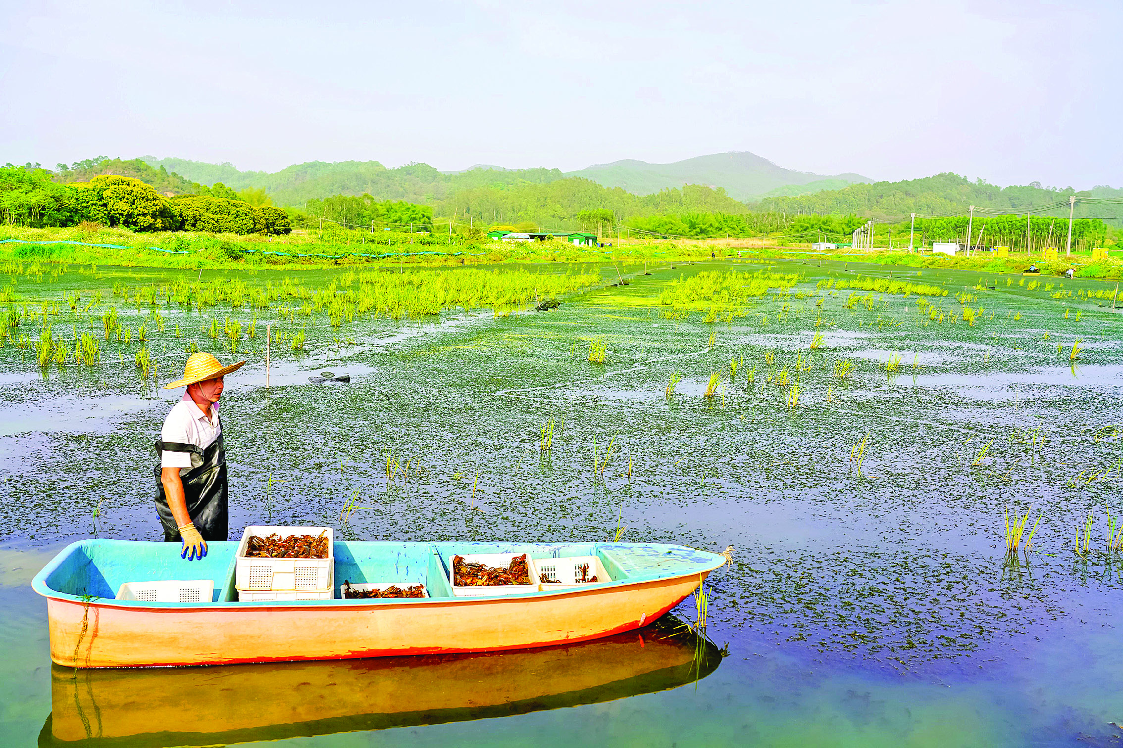     盘沱村稻虾共作特色项目实现产业提质。