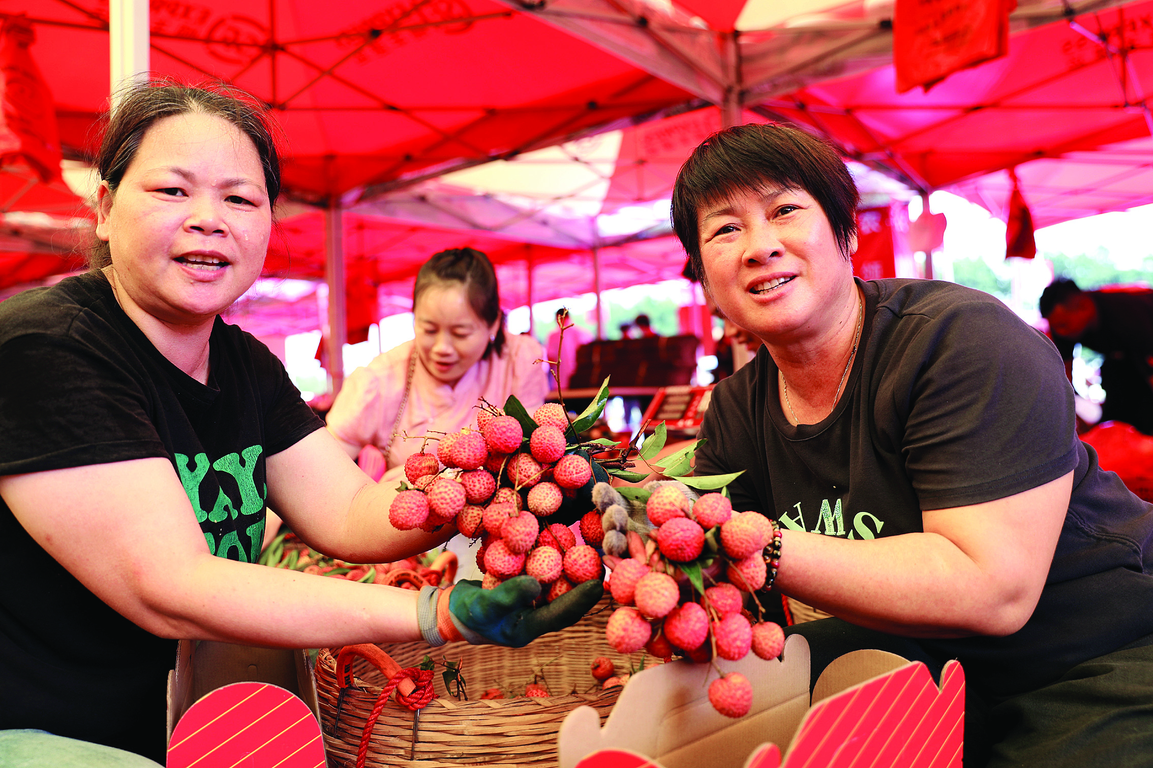     果农展示惠州荔枝。惠州日报记者杨建业 摄