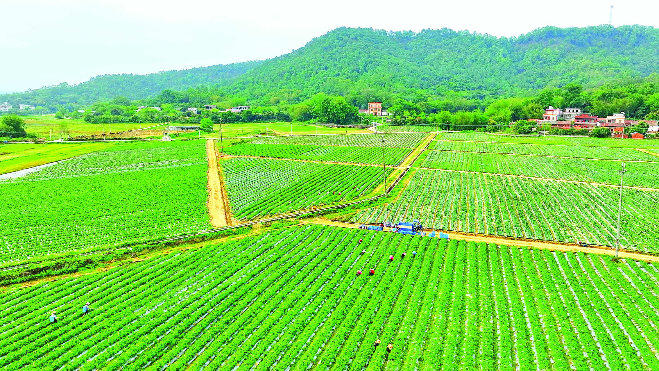     车村村供销农场。