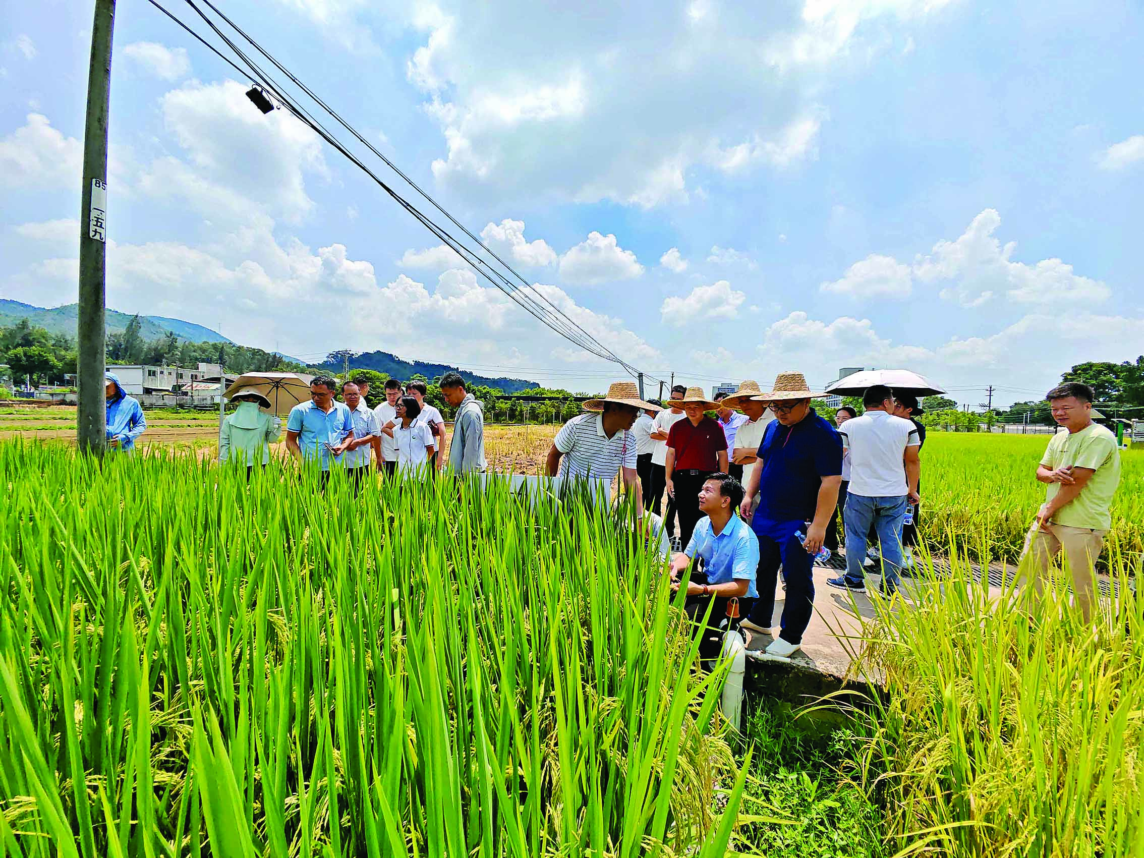     观摩优质稻品种。惠州日报记者陈春惠 摄