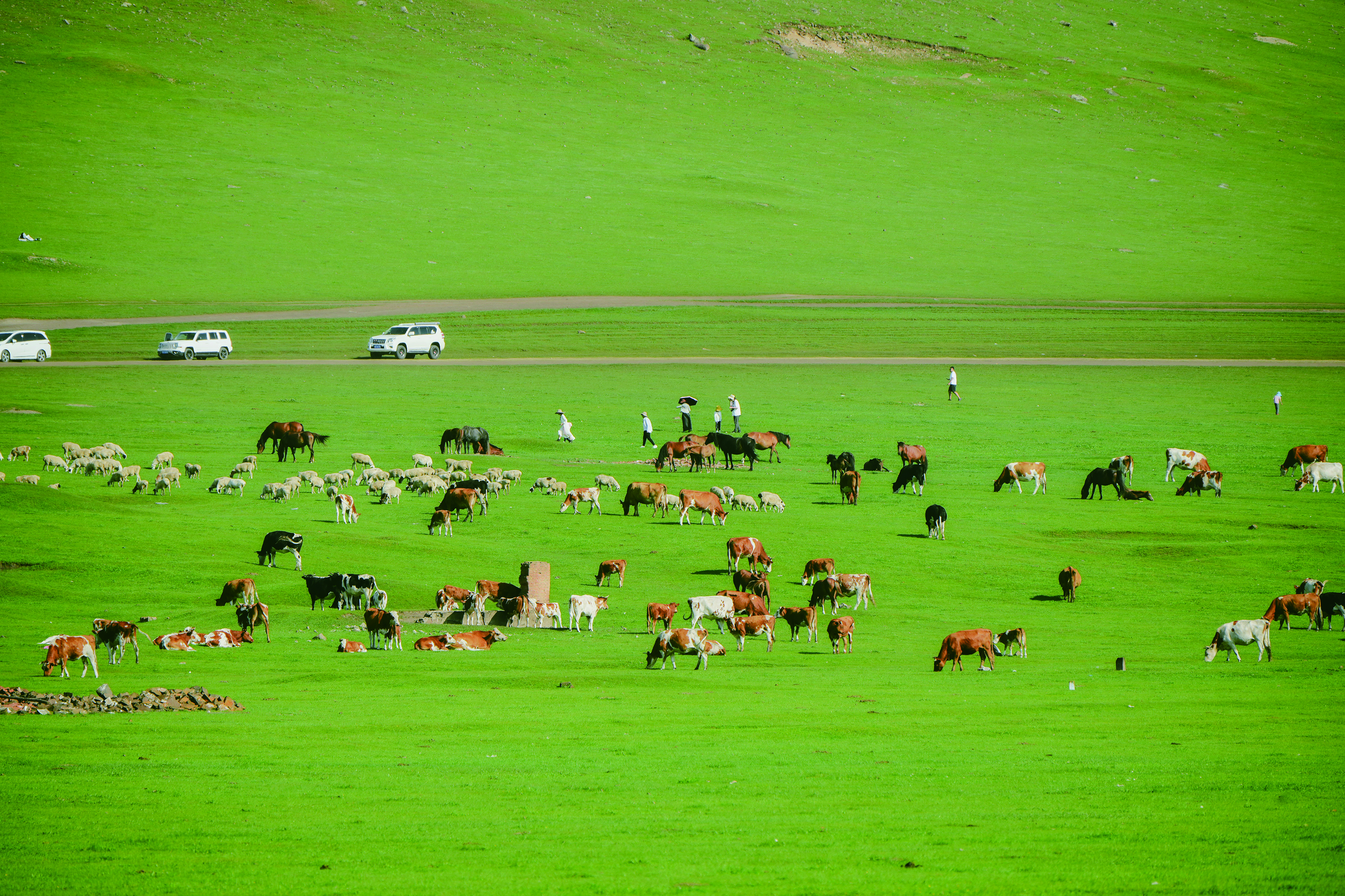     草原上牛马成群。