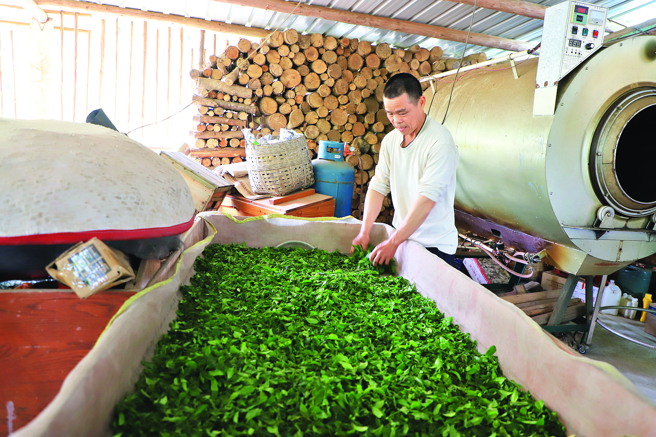 <p>    产自鸡笼山的山茶。</p>