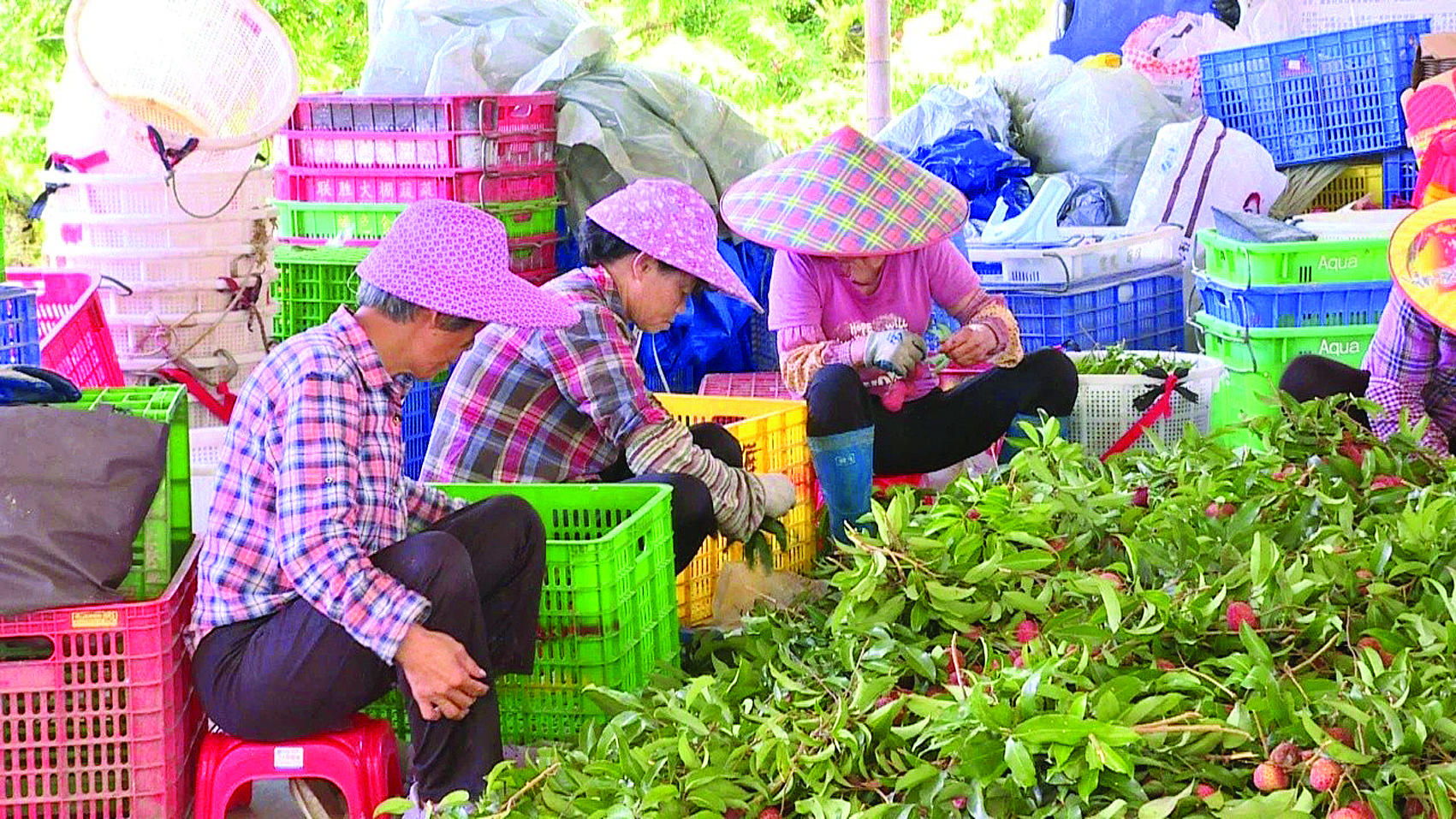    果农在分拣荔枝，准备打包好销往全国各地。    惠州日报记者蔡伟健 摄