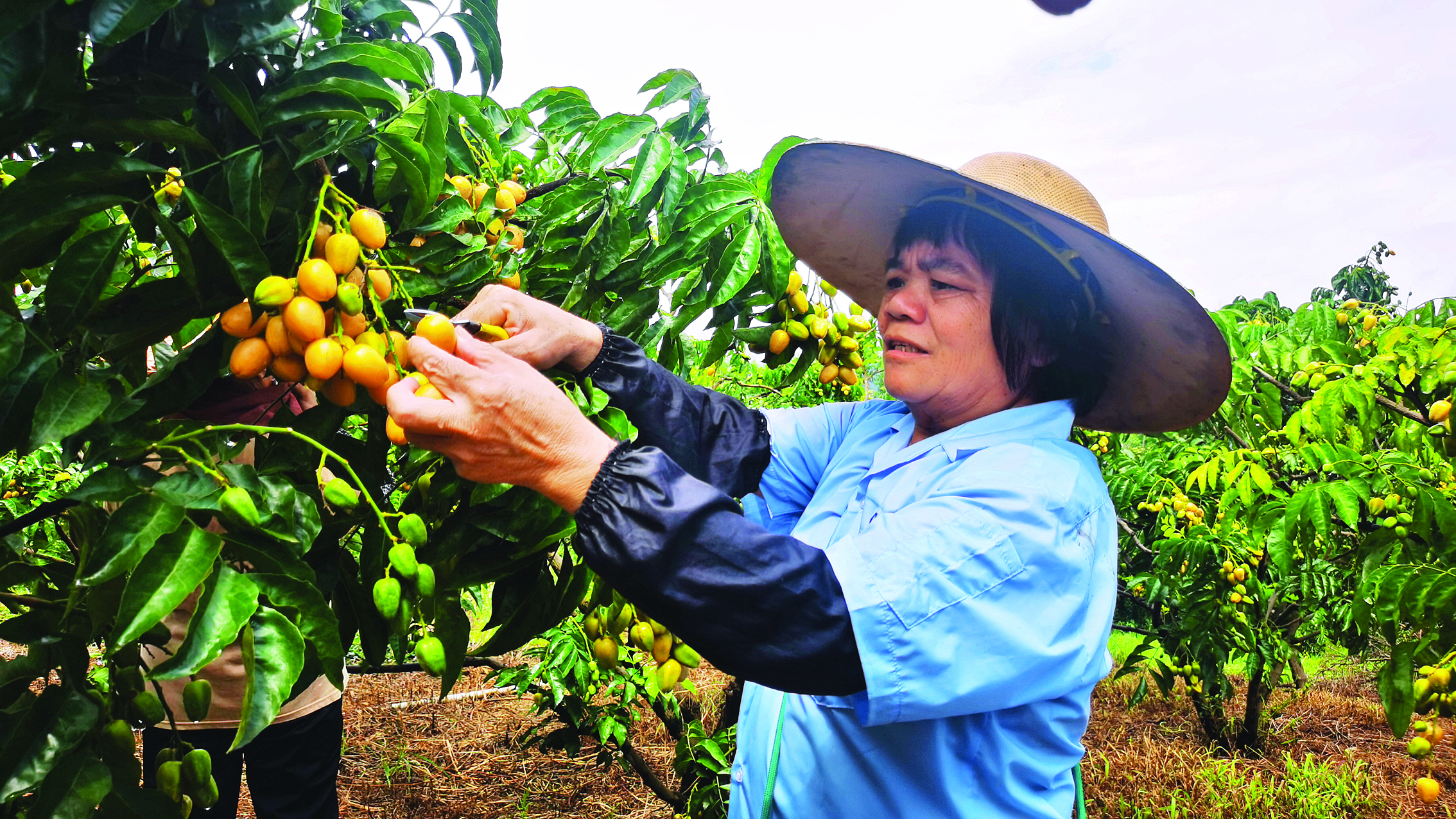     村民采摘黄皮。惠州日报记者朱丽婷 摄