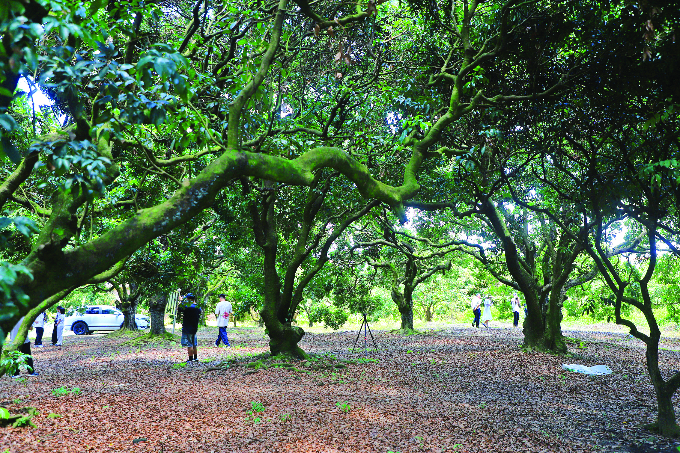     古荔枝树枝干粗壮，生机勃勃。