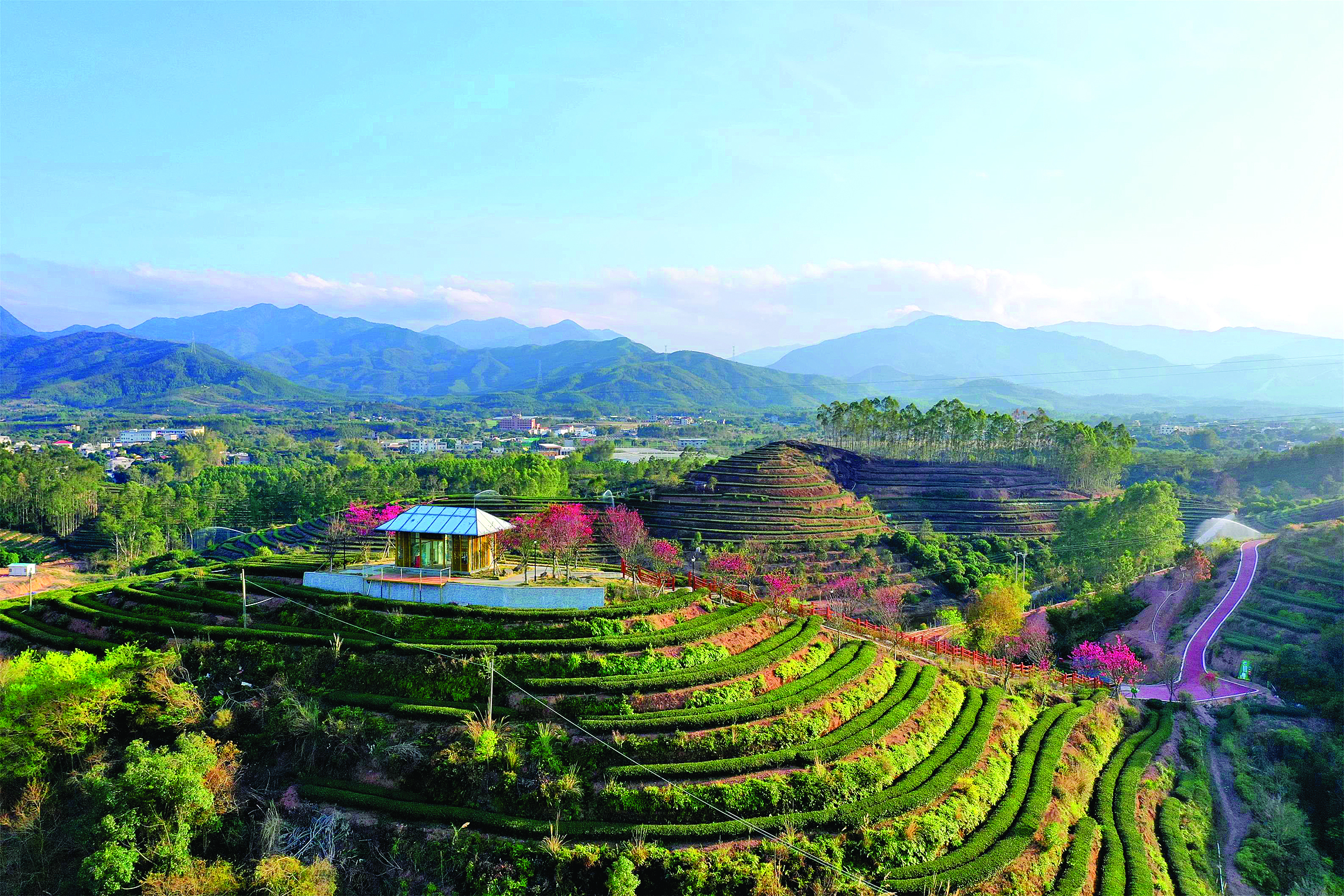 <p>    白盆珠樱花茶园。</p>