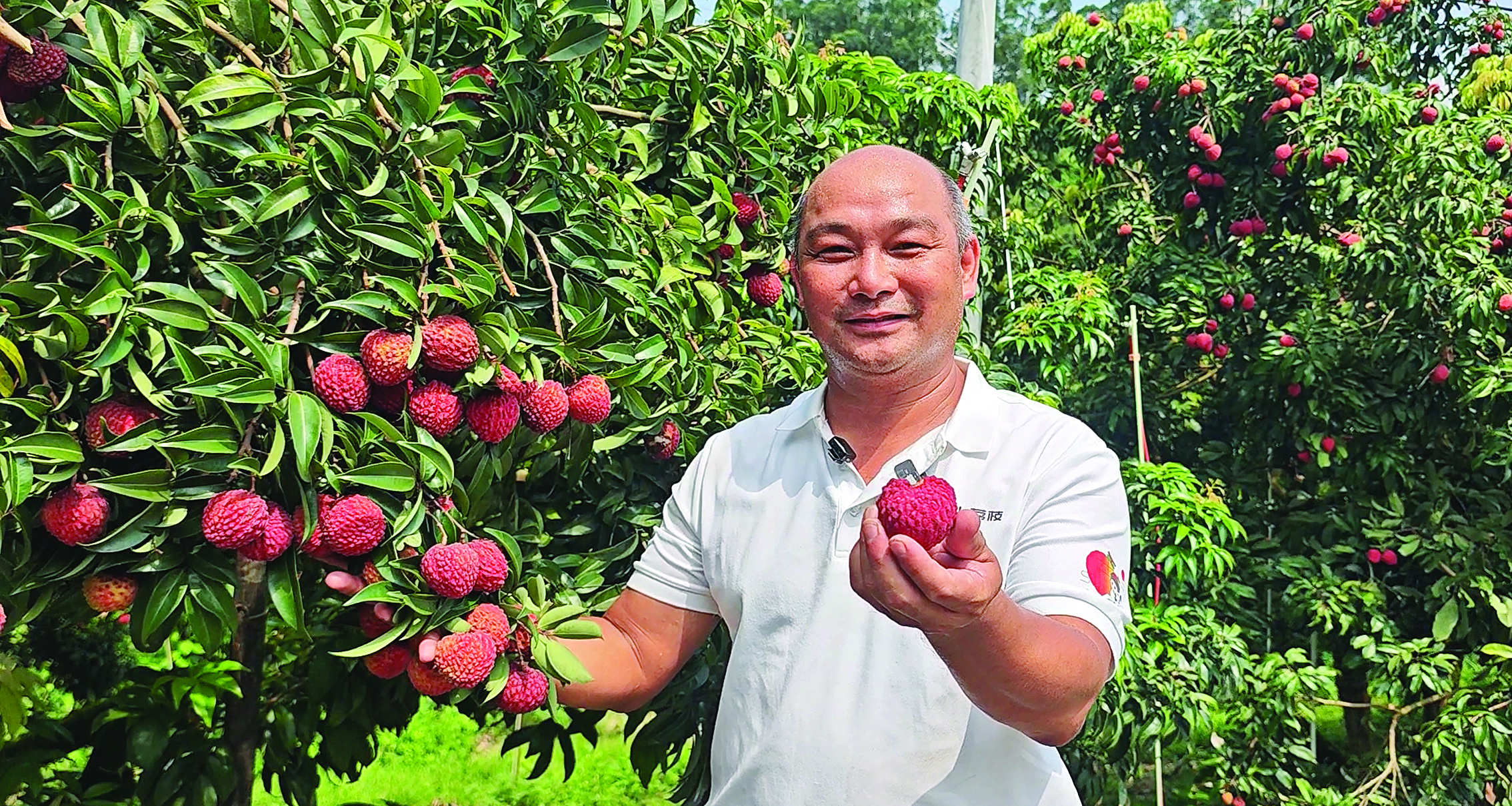     博罗稀有荔枝上市。惠州日报记者卢泓宇 摄