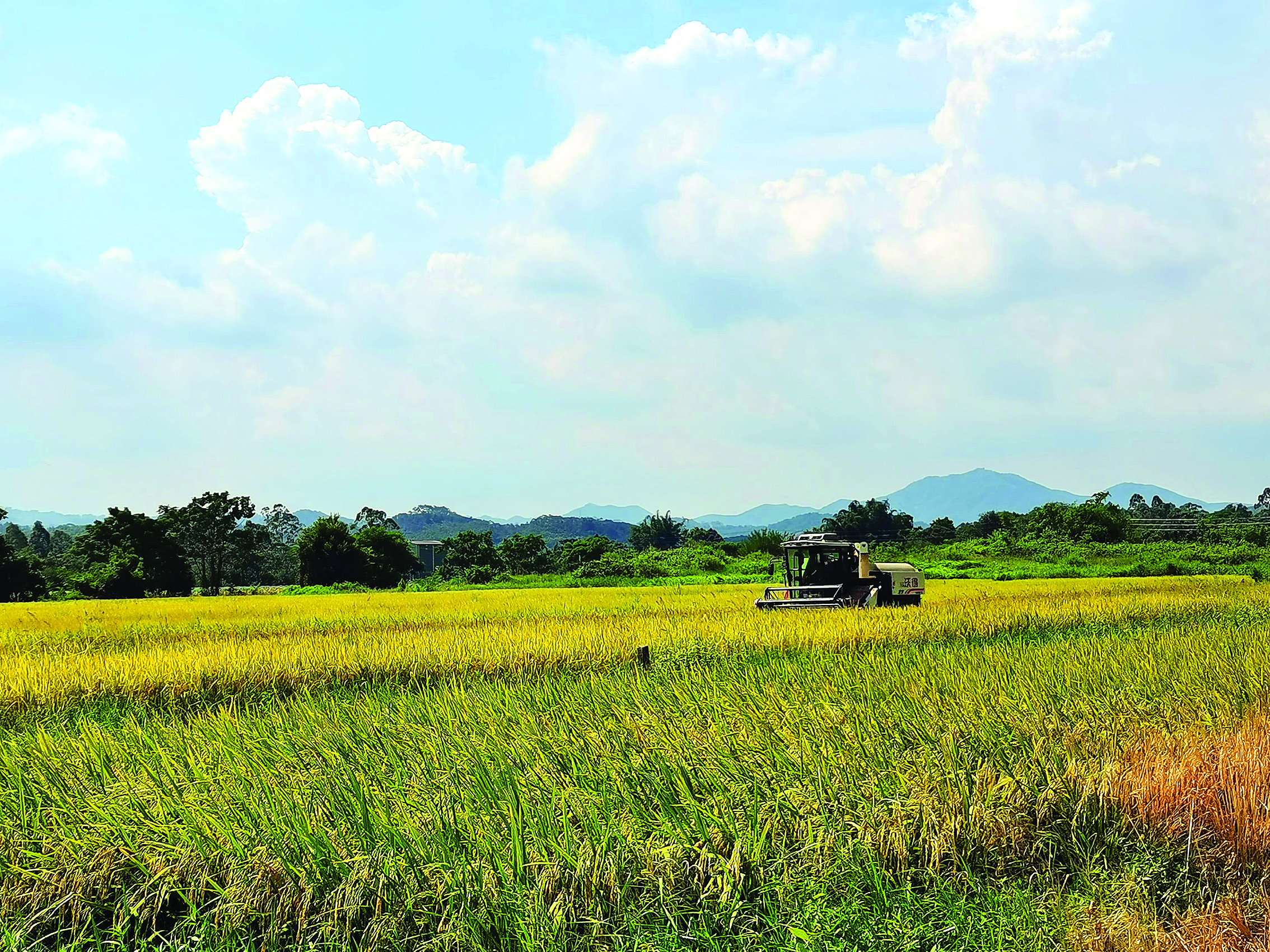     收割机在田间收割早稻。