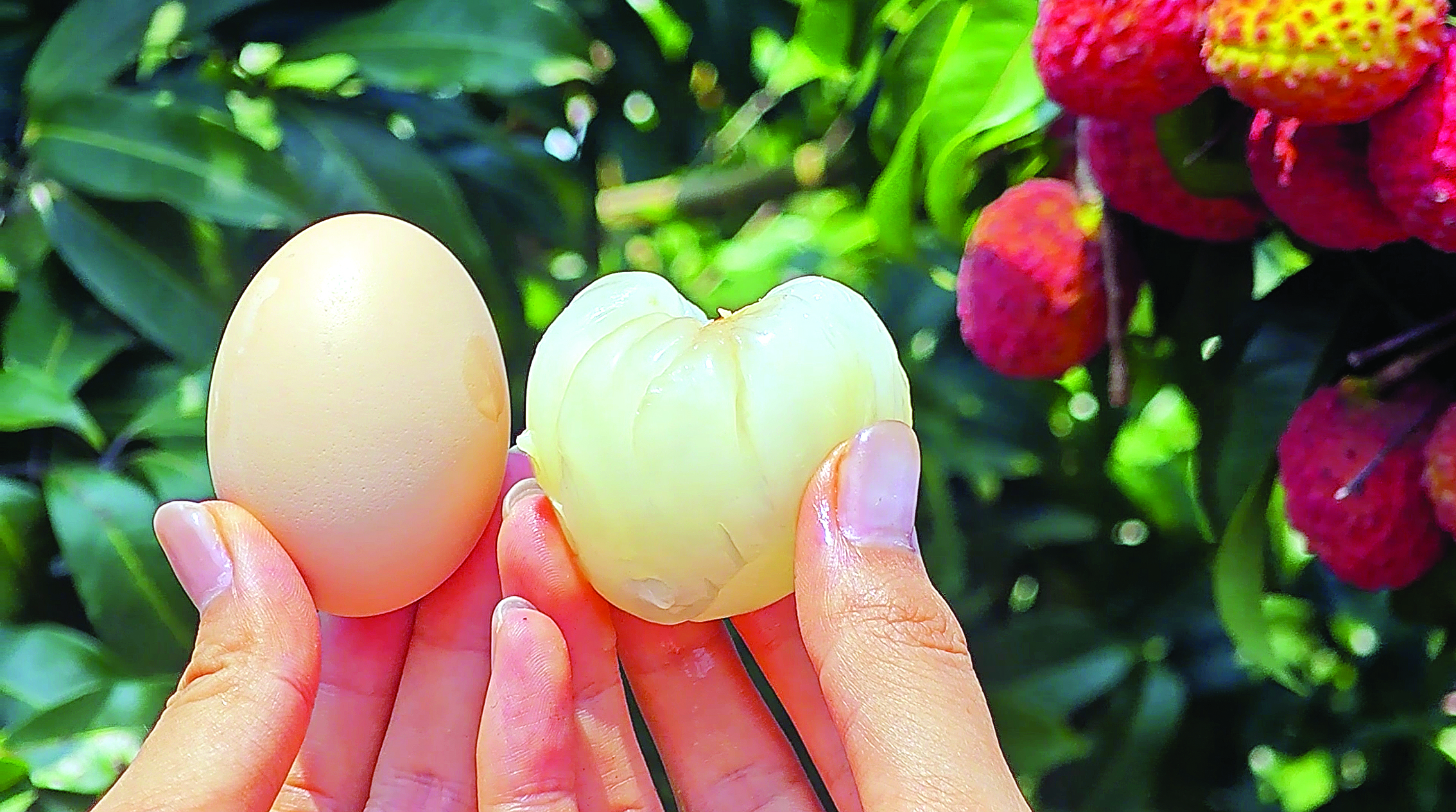     荔枝王个大如鸡蛋。