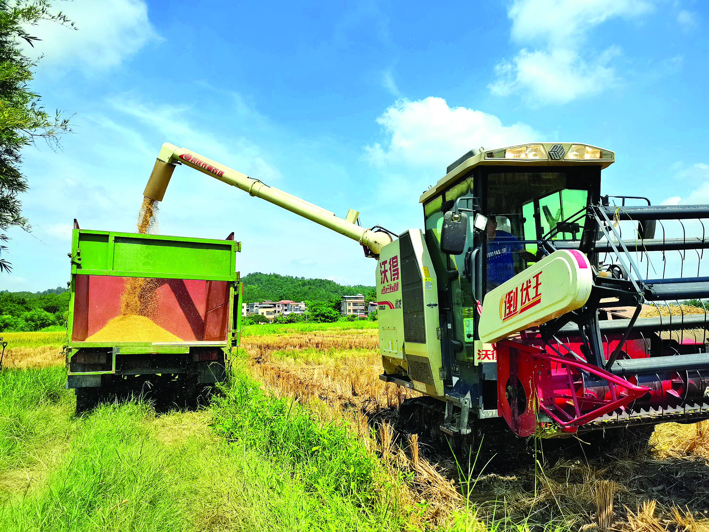     稻谷收割完后脱粒装车。