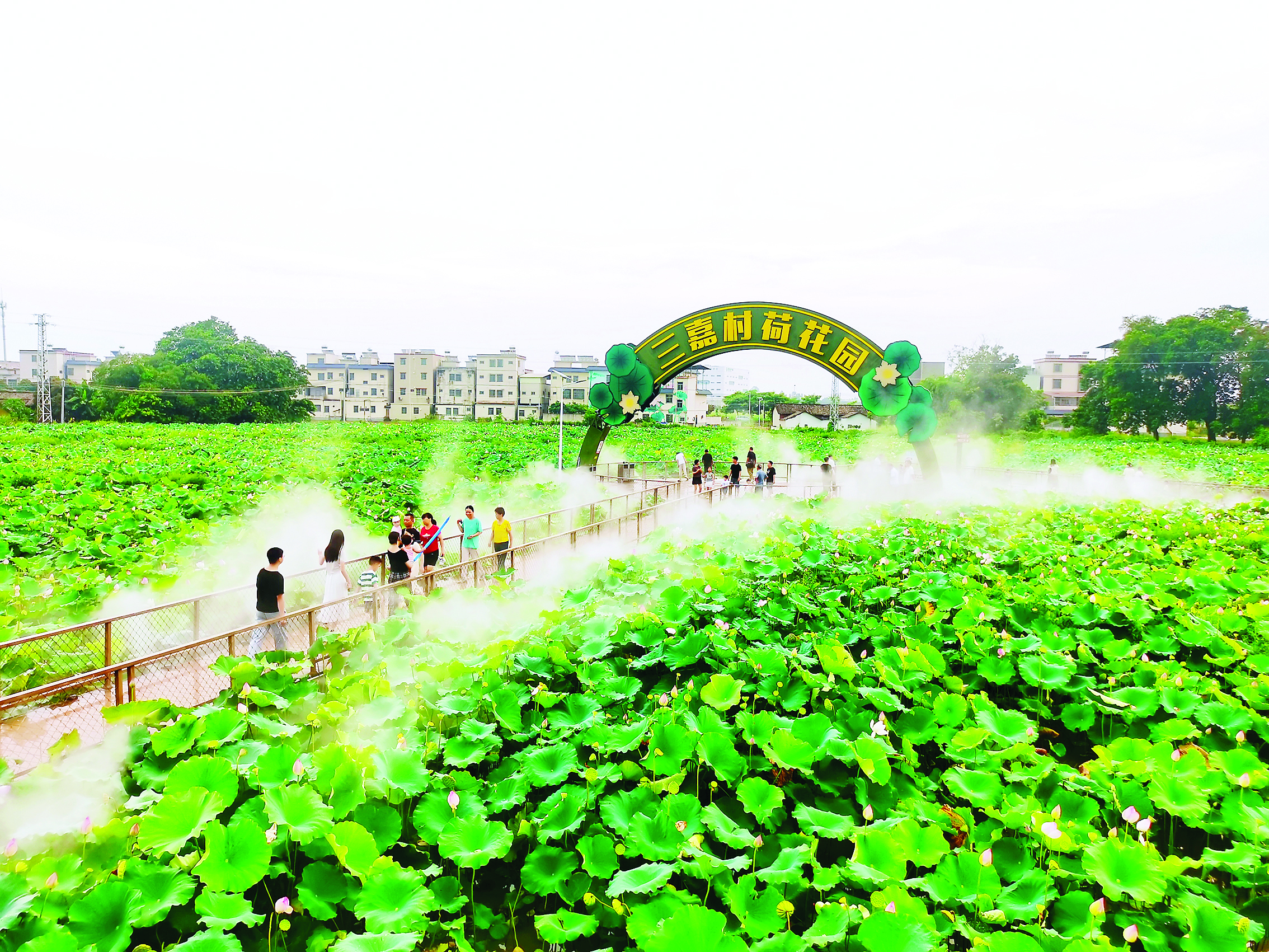     游客穿梭在仙境般的荷园中。