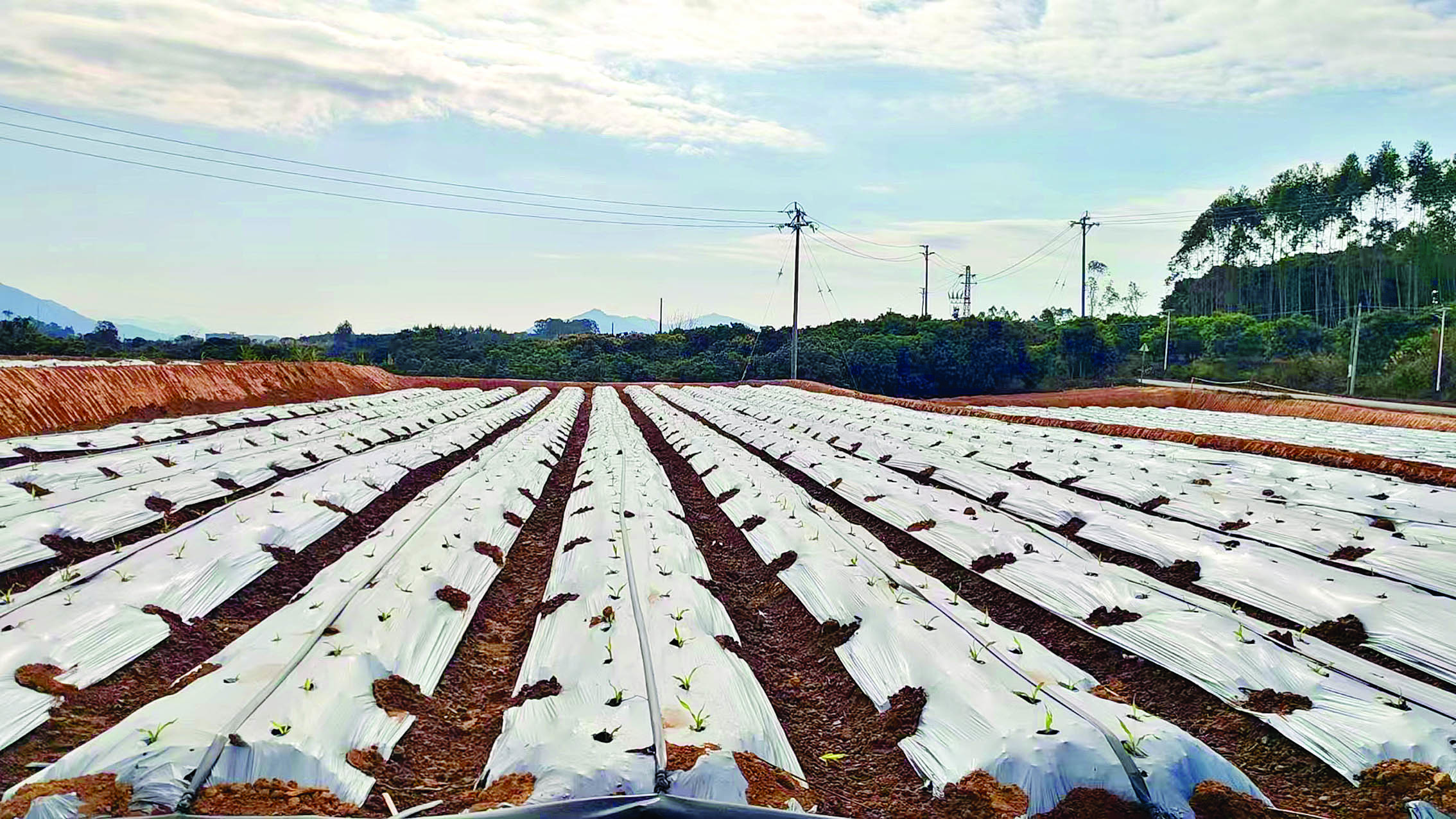     白花镇是国家级全域土地综合整治试点。