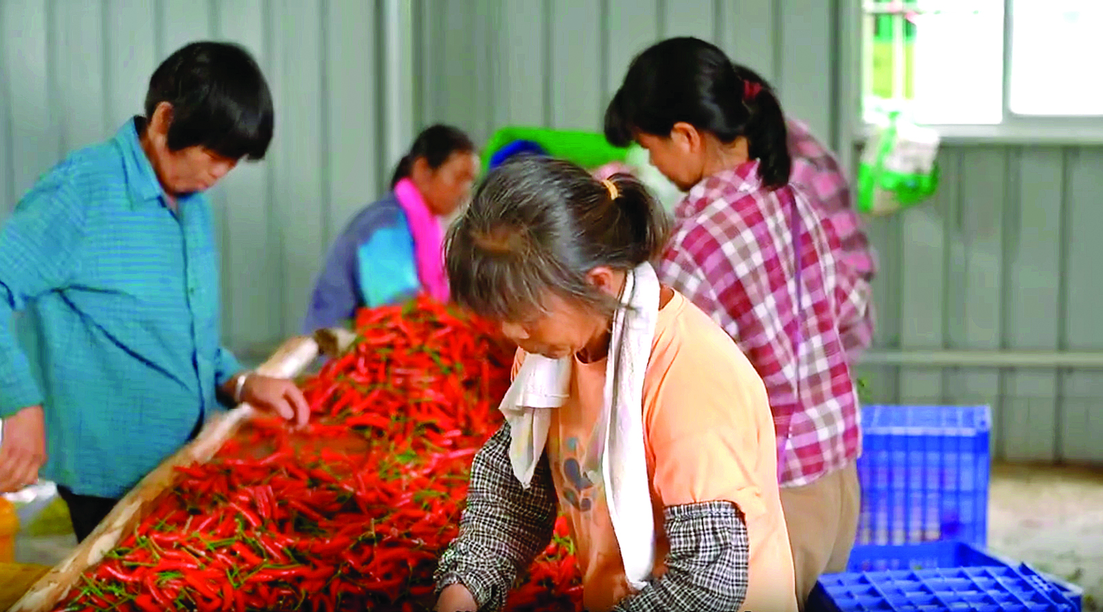     农户正在整理朝天椒。惠州日报记者黄宇翔 通讯员龙融心 摄