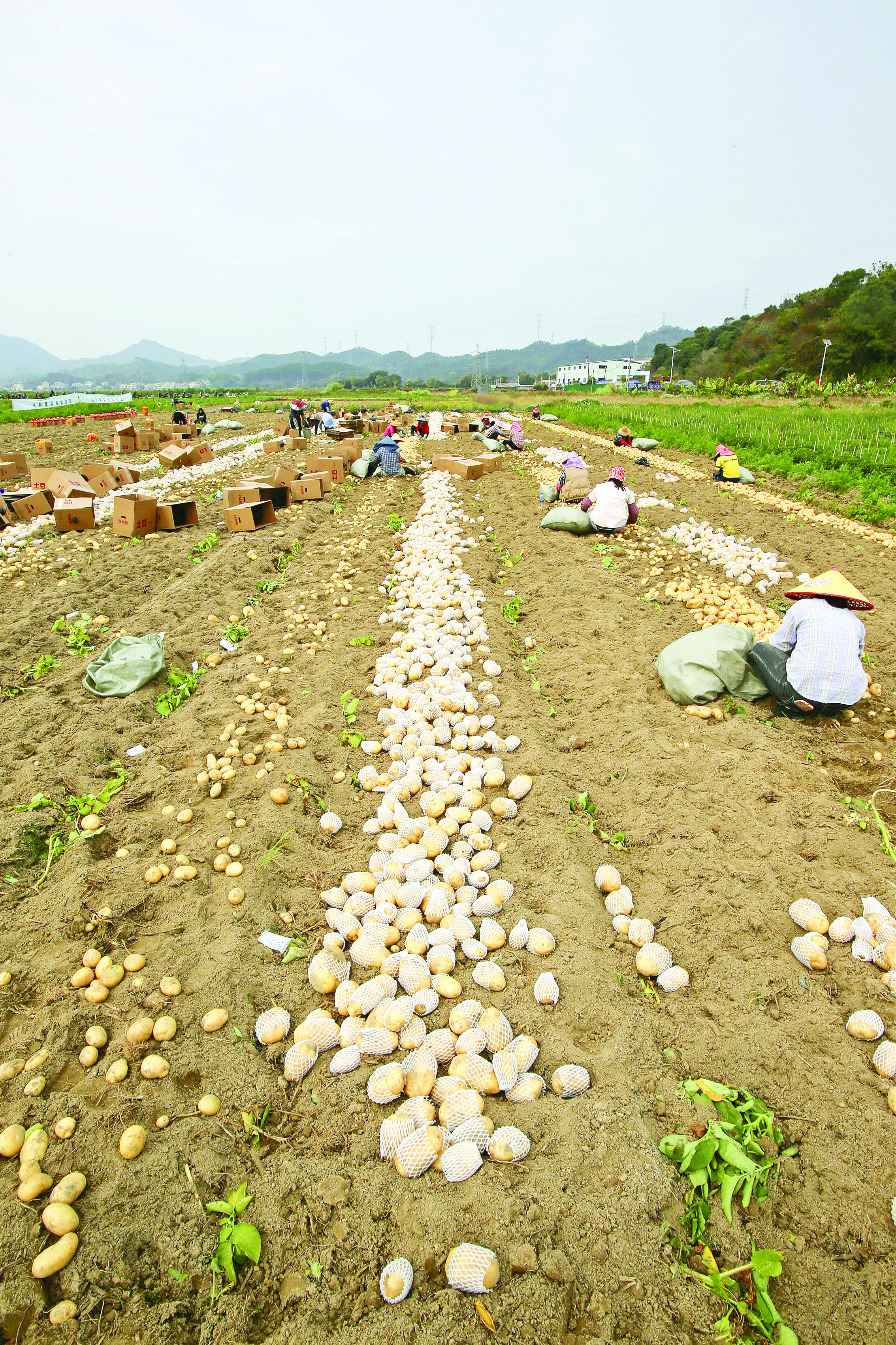     马铃薯是惠东县的农产品名片。