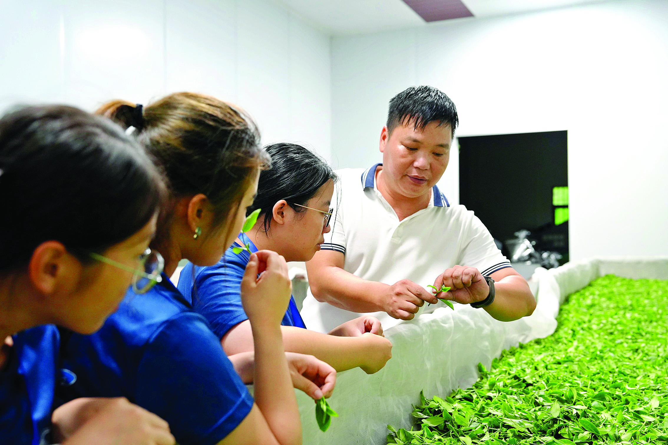     团队成员体验茶叶加工。    惠州日报记者洪鹊儿 通讯员王羽 摄