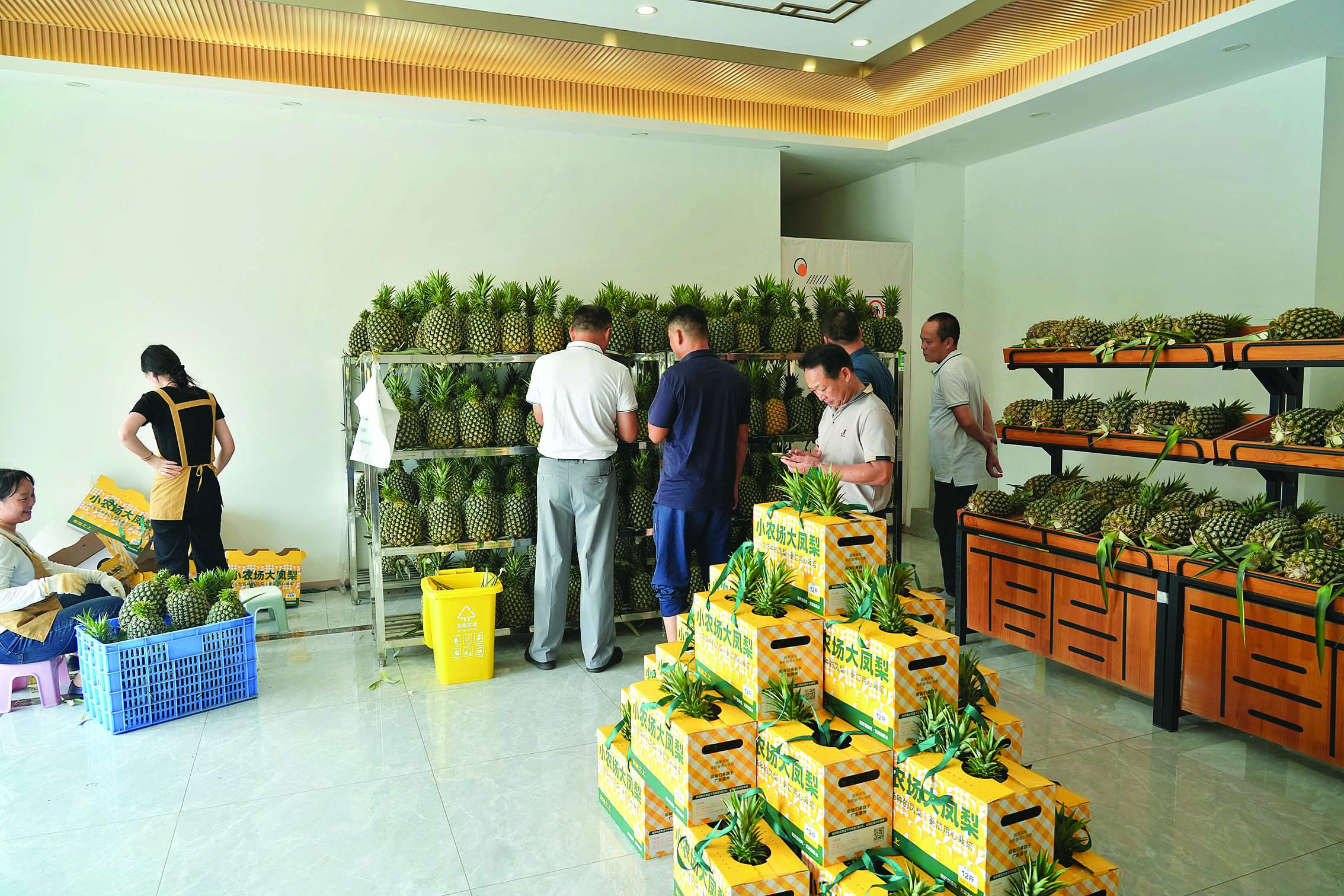     这里出品的凤梨单果重超5斤。