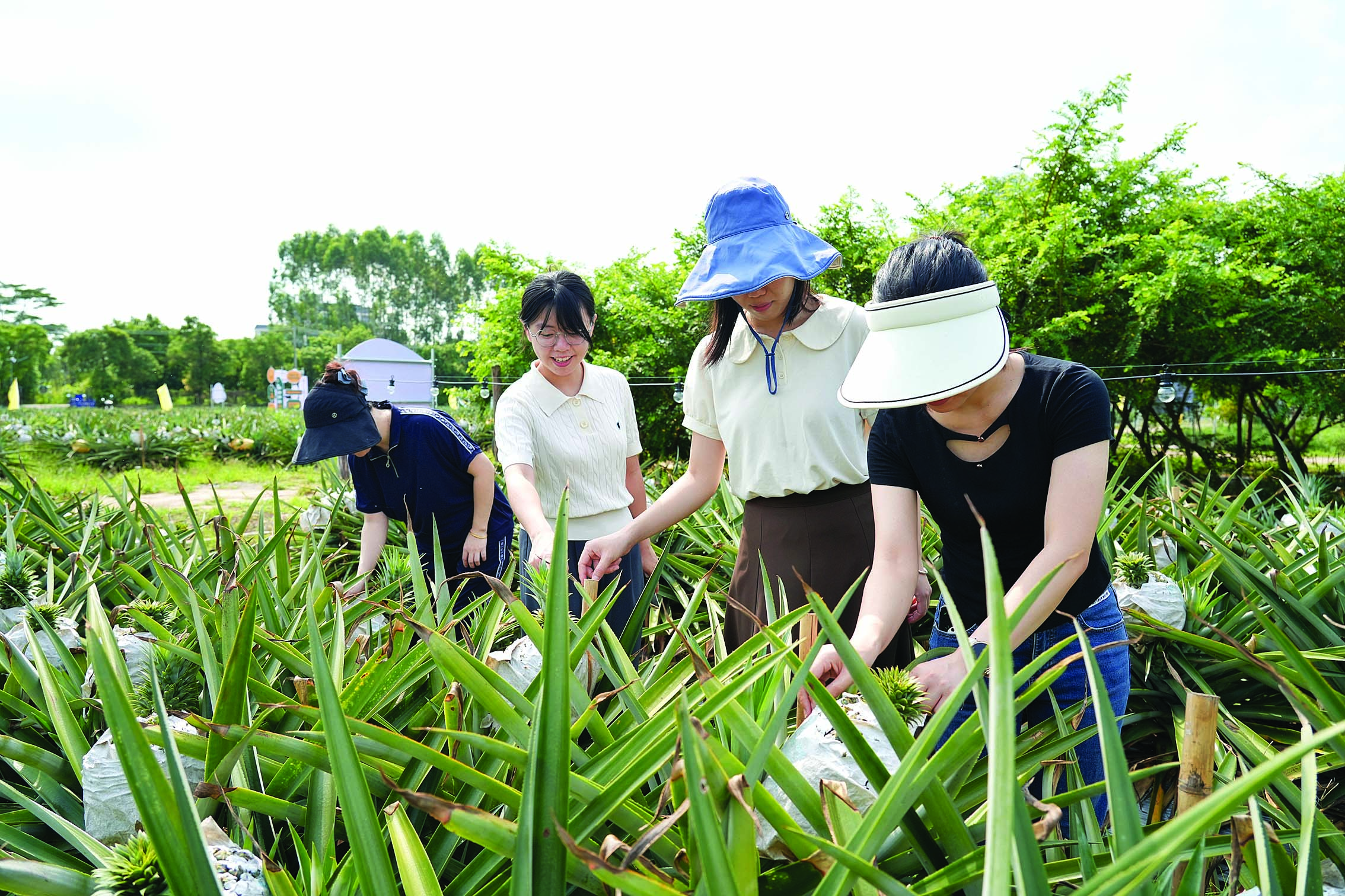     营地吸引不少游客打卡。本组图片 惠州日报记者许文昌 摄