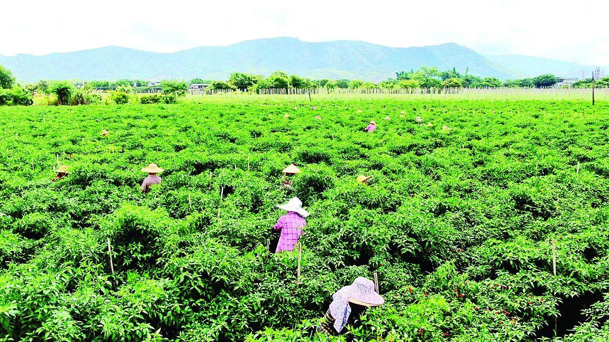     工人们采摘辣椒。本组图片 惠州日报记者黄宇翔 通讯员龙融心 摄