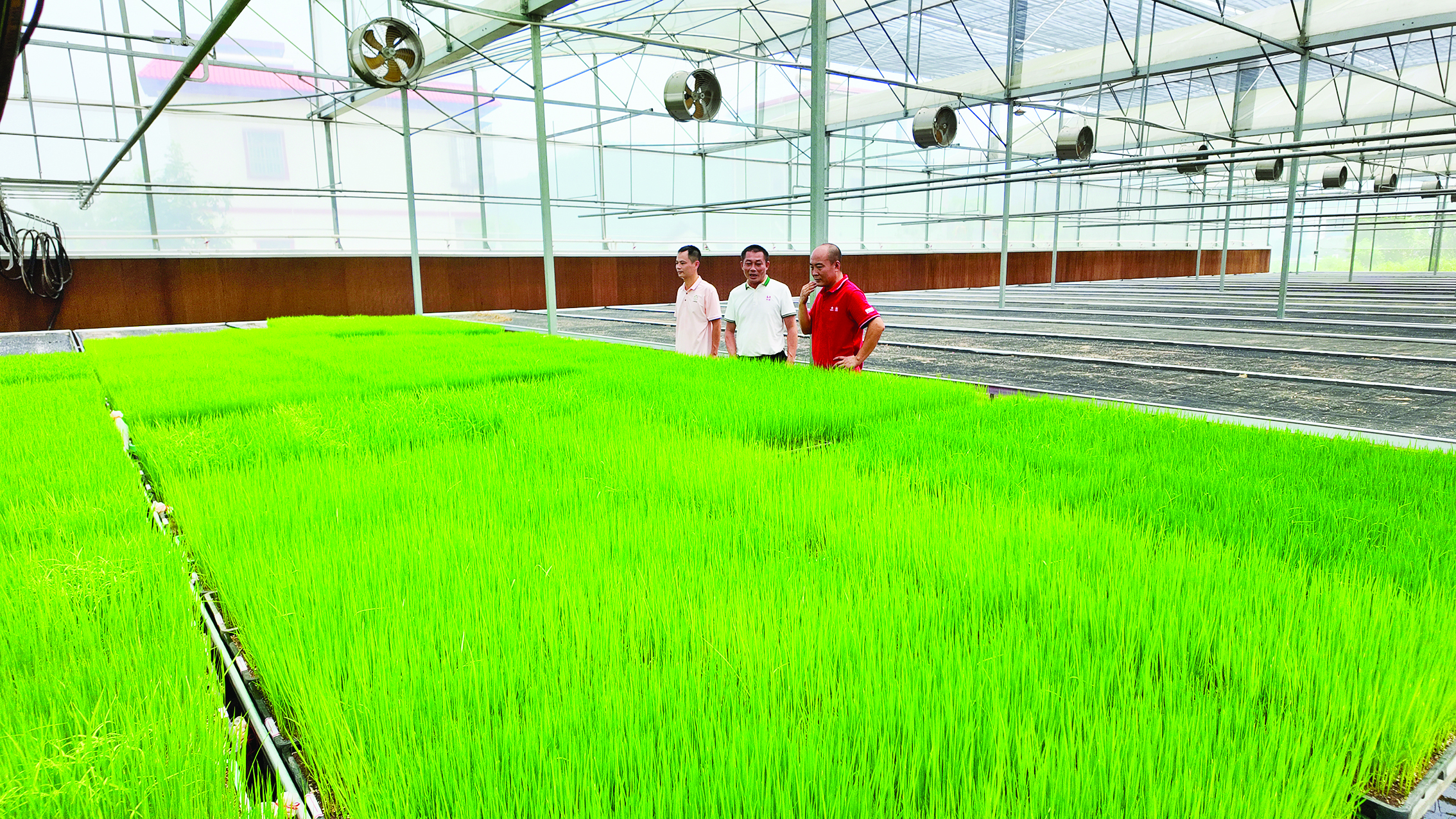     博罗县泰美镇车村村育秧大棚内秧苗长势良好。惠州日报记者钟畅新 摄