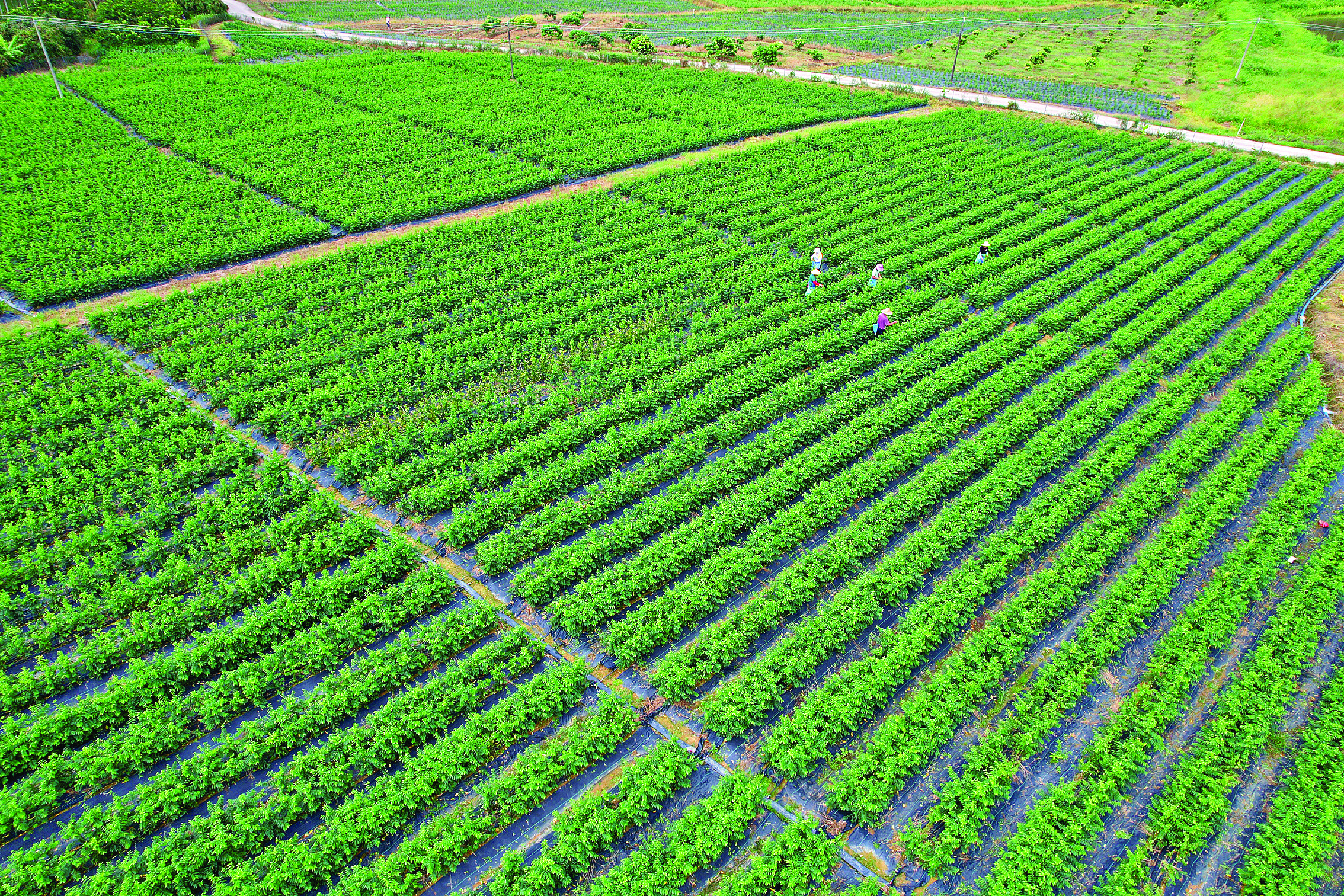     村民正在采摘树仔菜。惠州日报记者钟维杰 通讯员泰美宣 摄